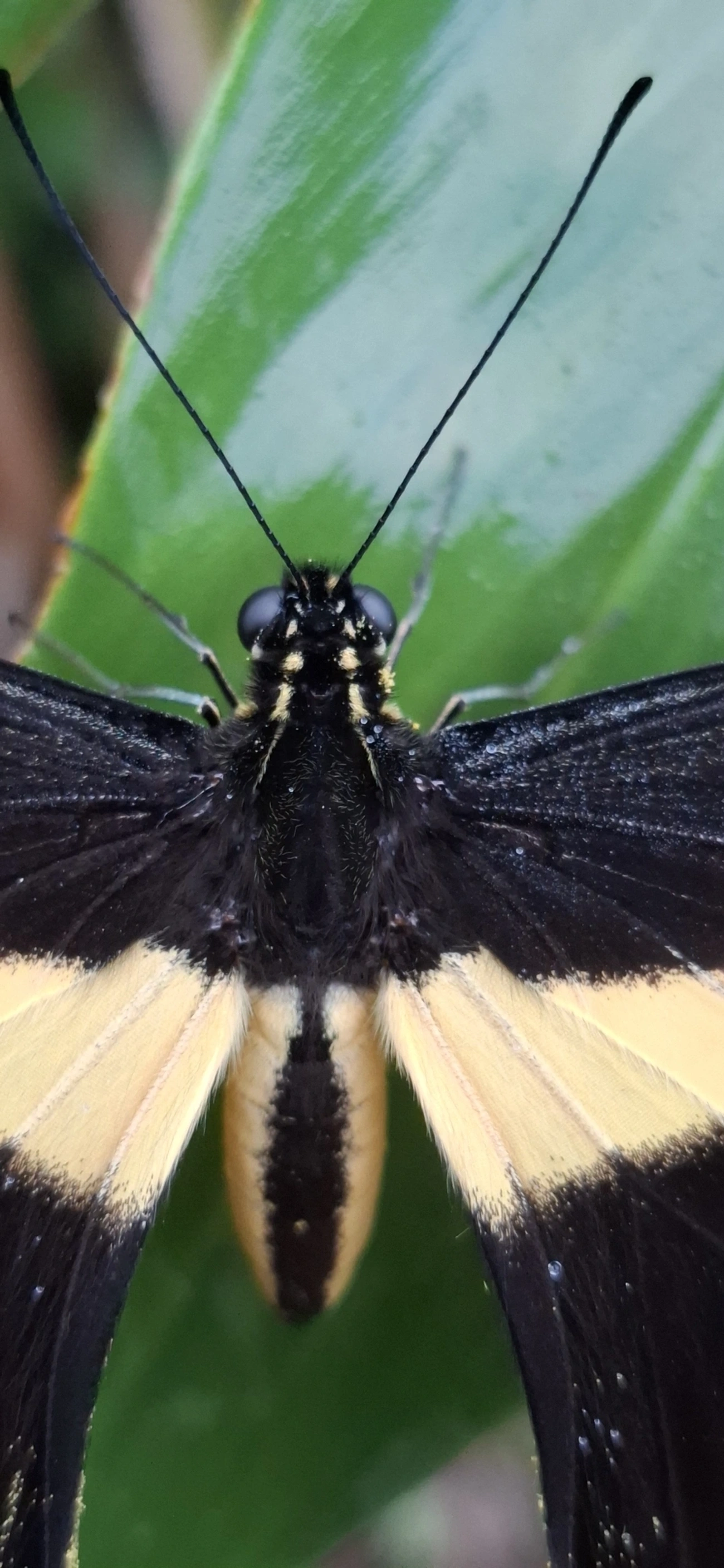 Borboleta-caixão-de-defunto (Heraclides thoas), insetos, fotografado em Maresias, São Sebastião
