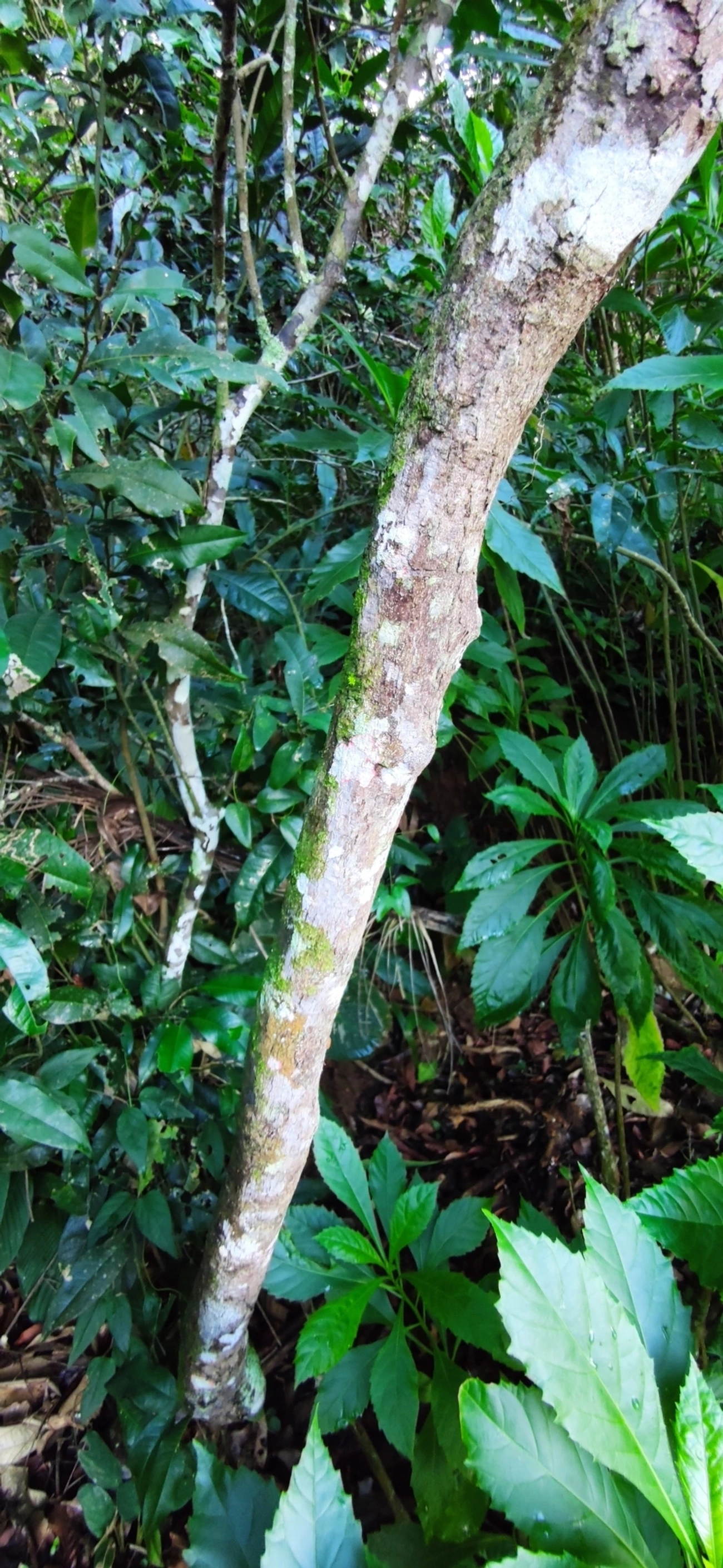 Plantas (Plantae), plantas, fotografado em Caraguatatuba