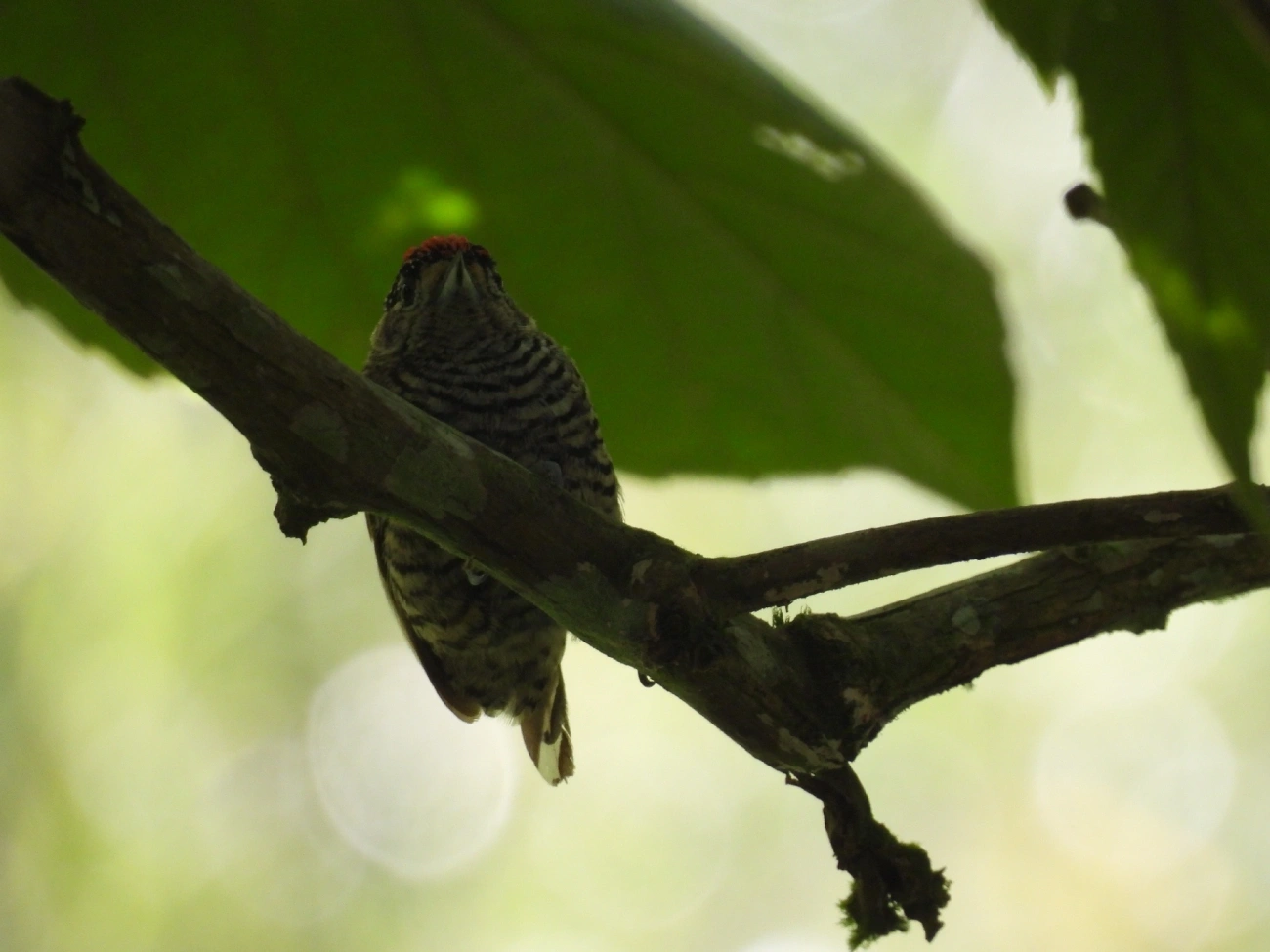 Pica-pau-anão-barrado (Picumnus cirratus), aves, fotografado em Queluz