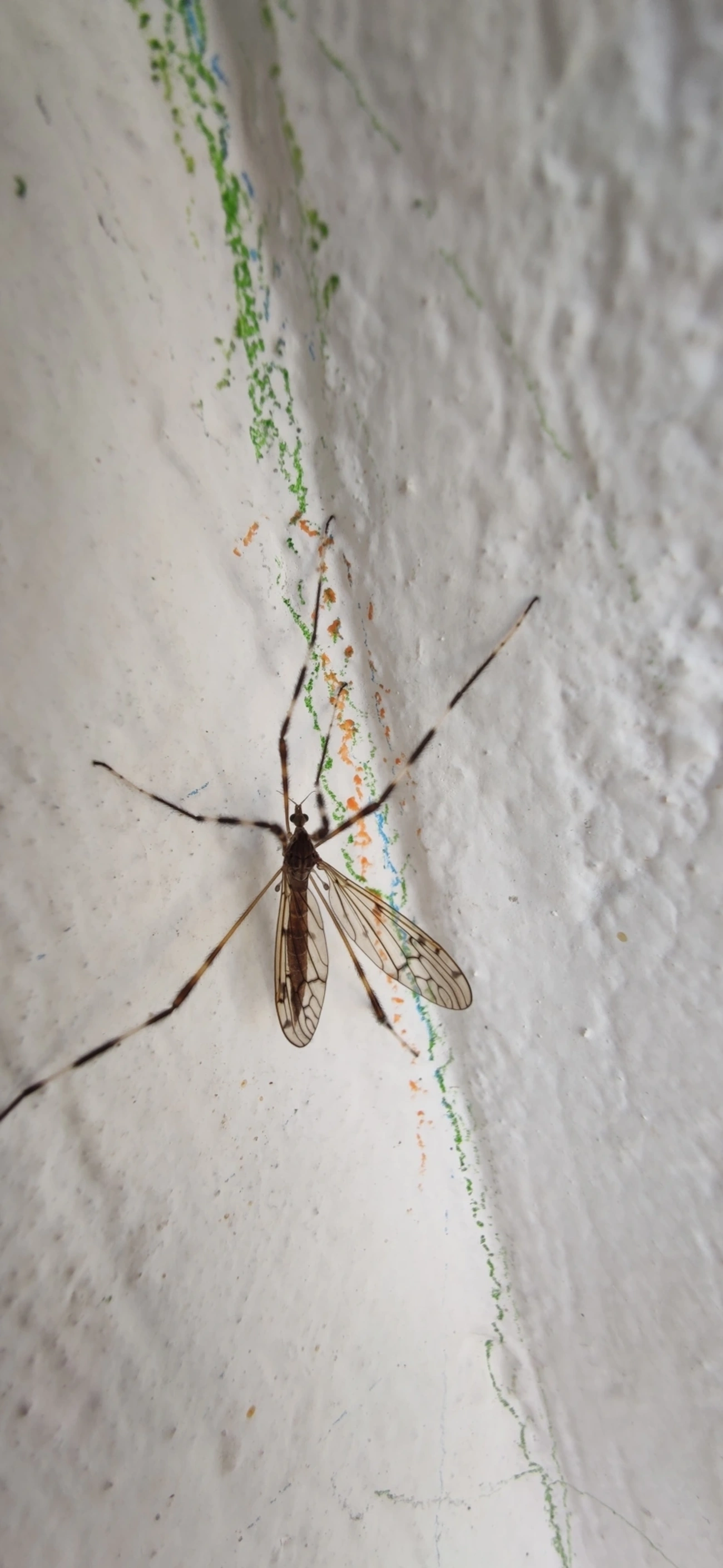Lecteria bicornuta, insetos, fotografado em Maresias, São Sebastião