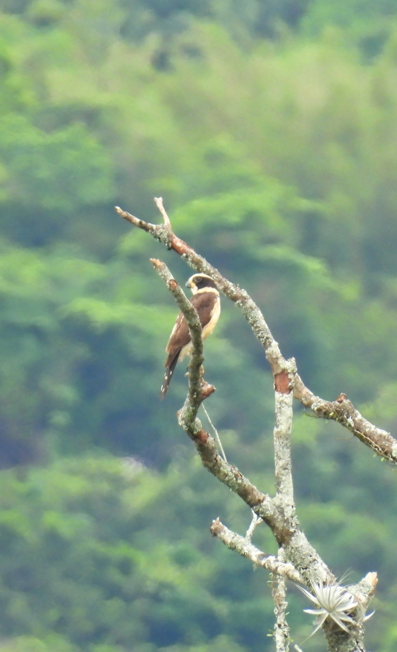 Acauã (Herpetotheres cachinnans), aves, fotografado em Maresias, São Sebastião
