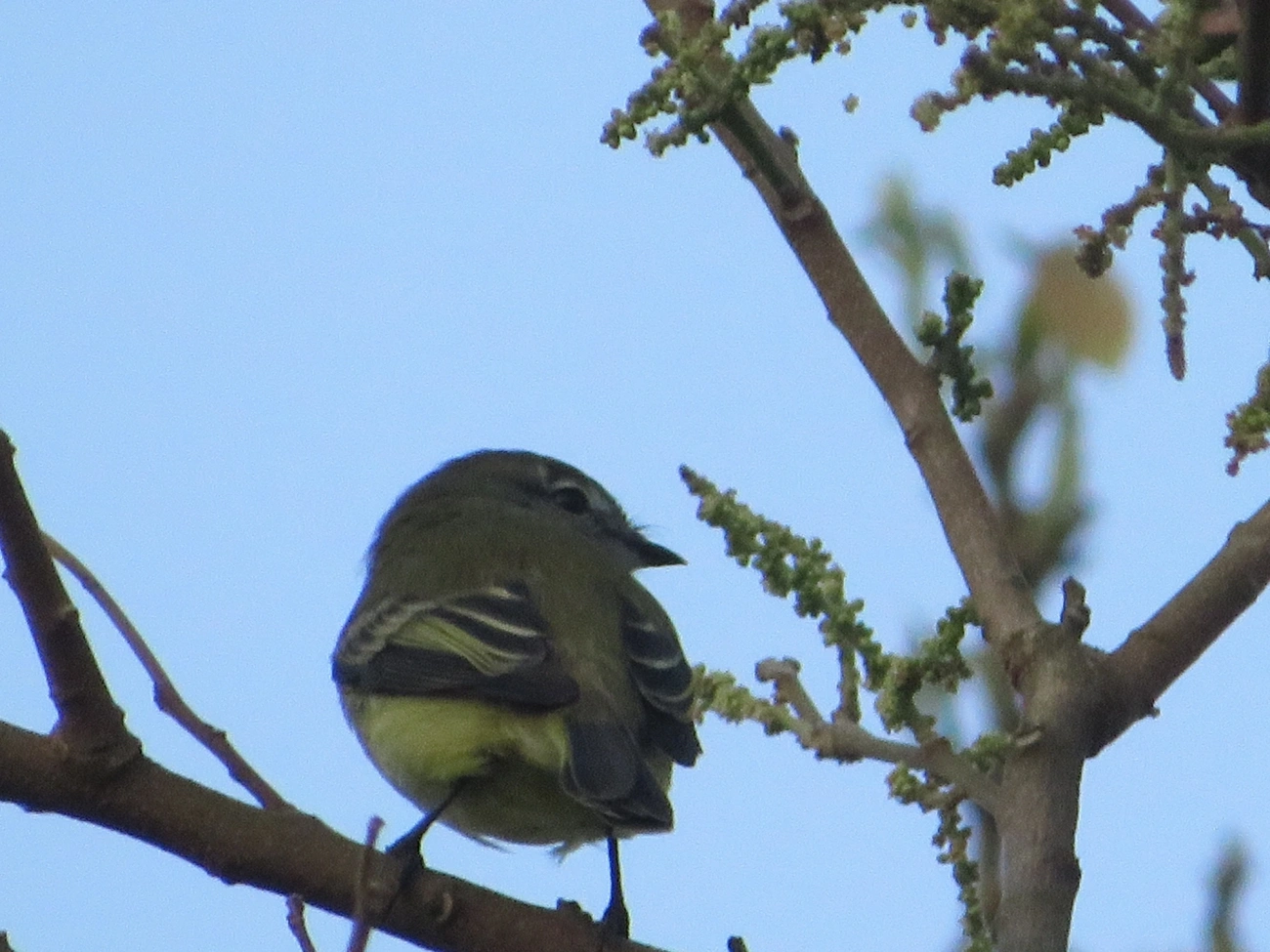 Piolhinho (Phyllomyias fasciatus), aves, fotografado em Maresias, São Sebastião