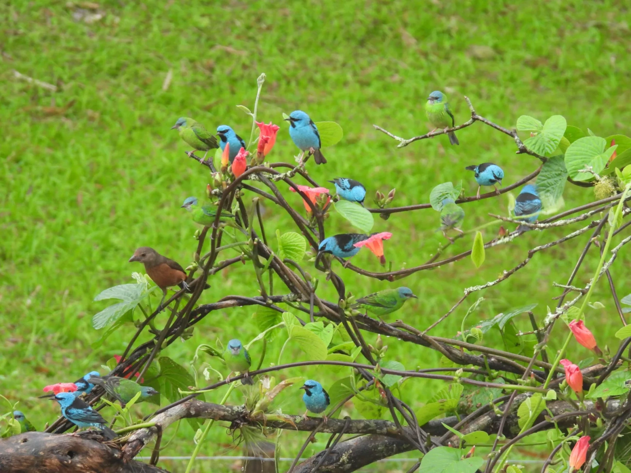 Saí-azul (Dacnis cayana), aves, fotografado em Maresias, São Sebastião