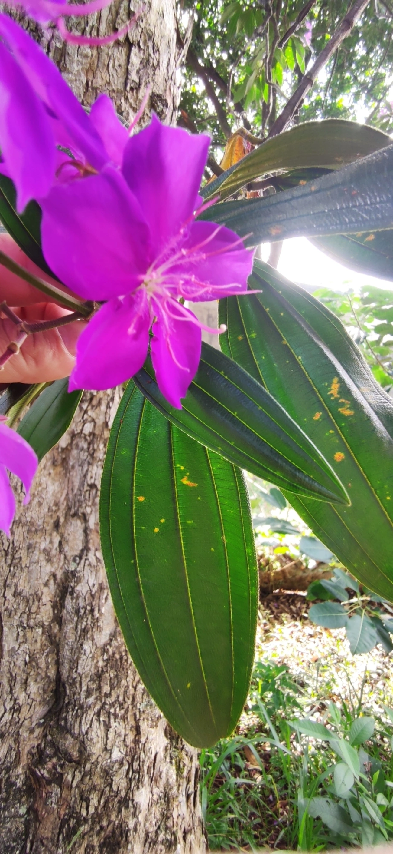 Quaresmeiras (Tibouchina), plantas, fotografado em Vila Santo Estevão, São Paulo