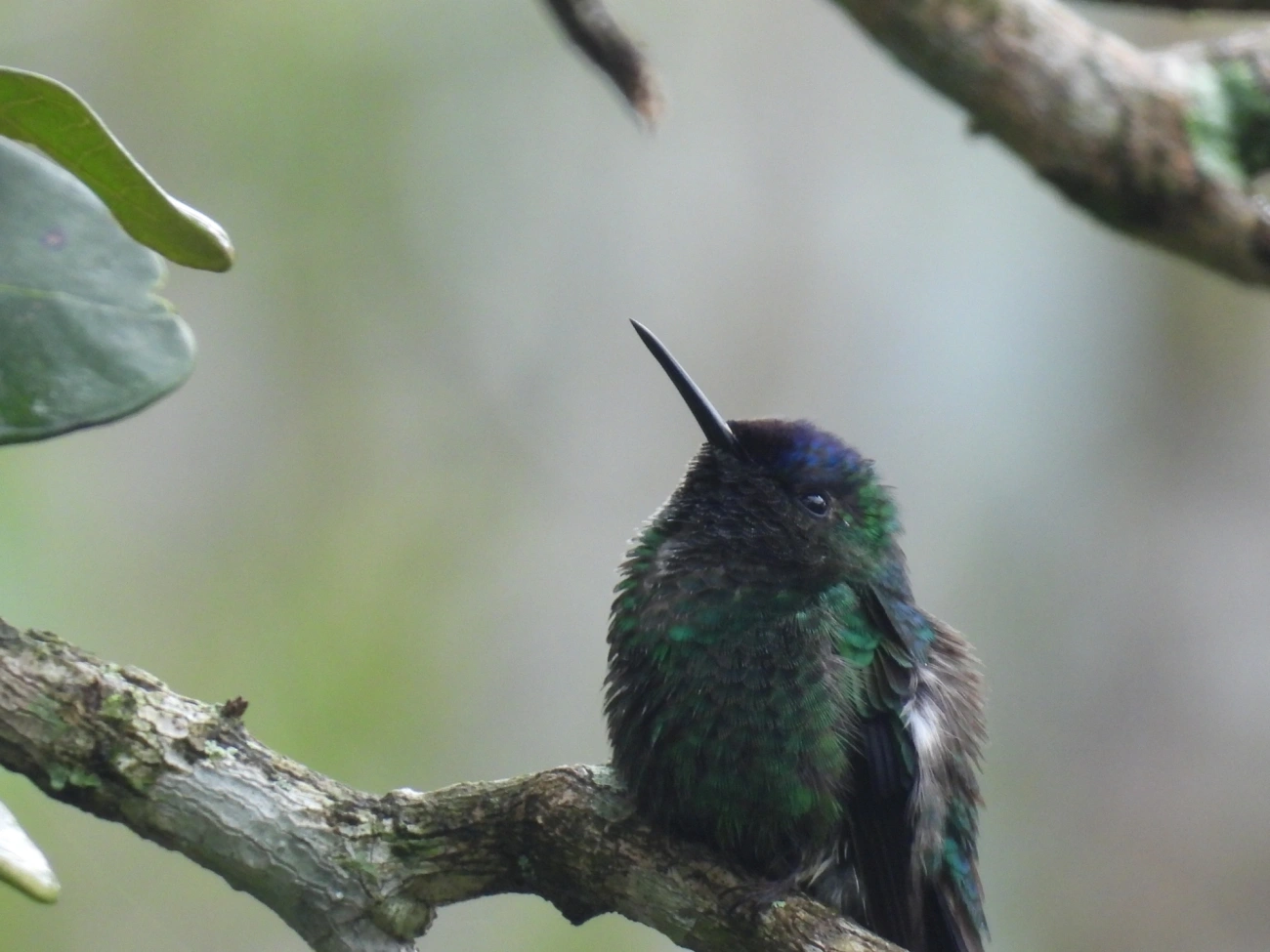 Beija-flor-de-fronte-violeta (Thalurania glaucopis), aves, fotografado em Maresias, São Sebastião