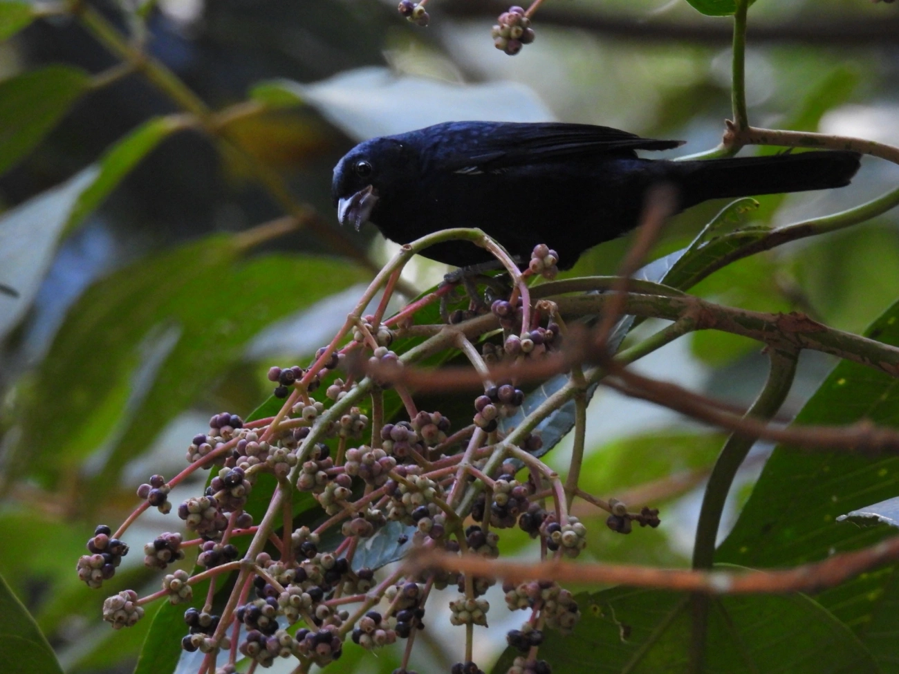 Tiê-preto (Tachyphonus coronatus), aves, fotografado em Maresias, São Sebastião