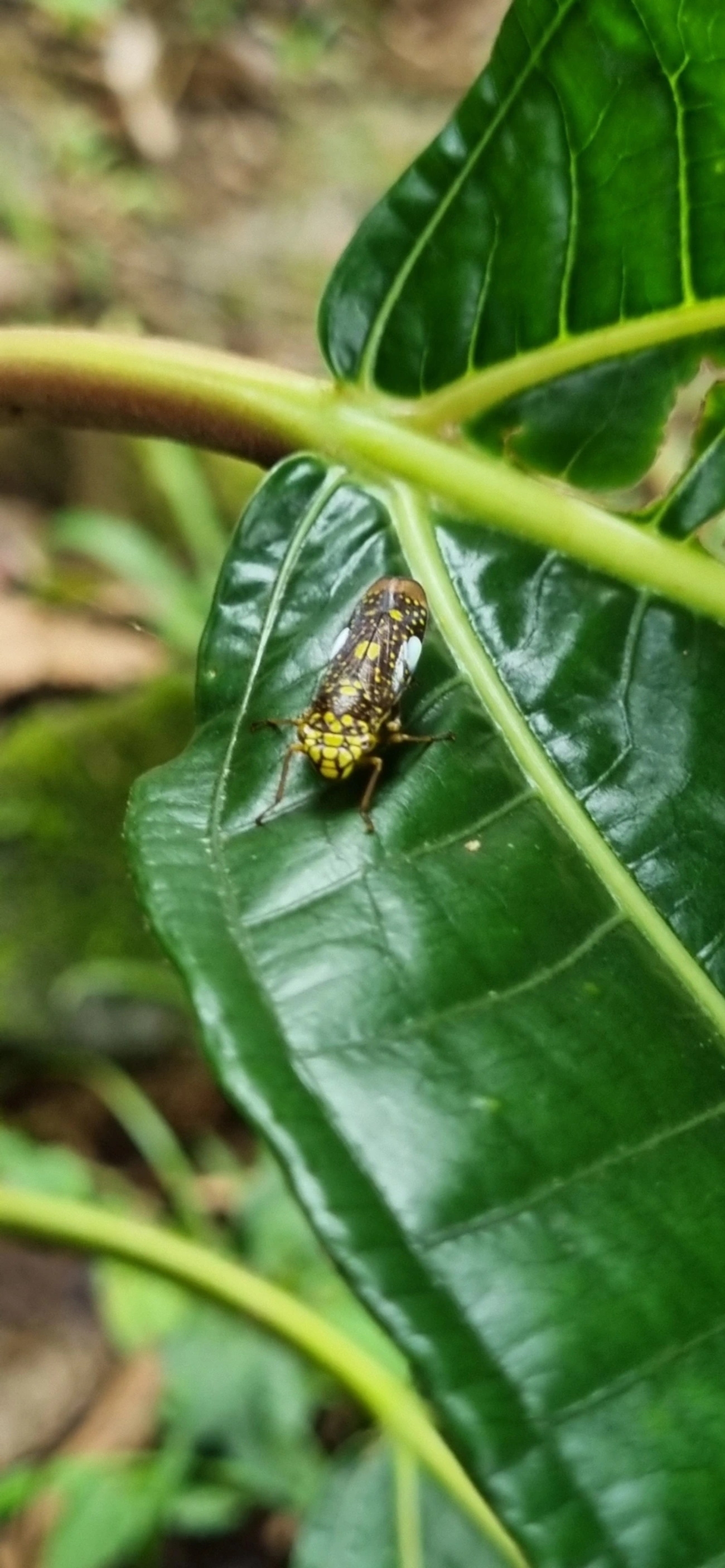 Cigarrinha-de-espinho (Molomea magna), insetos, fotografado em Paúba, São Sebastião