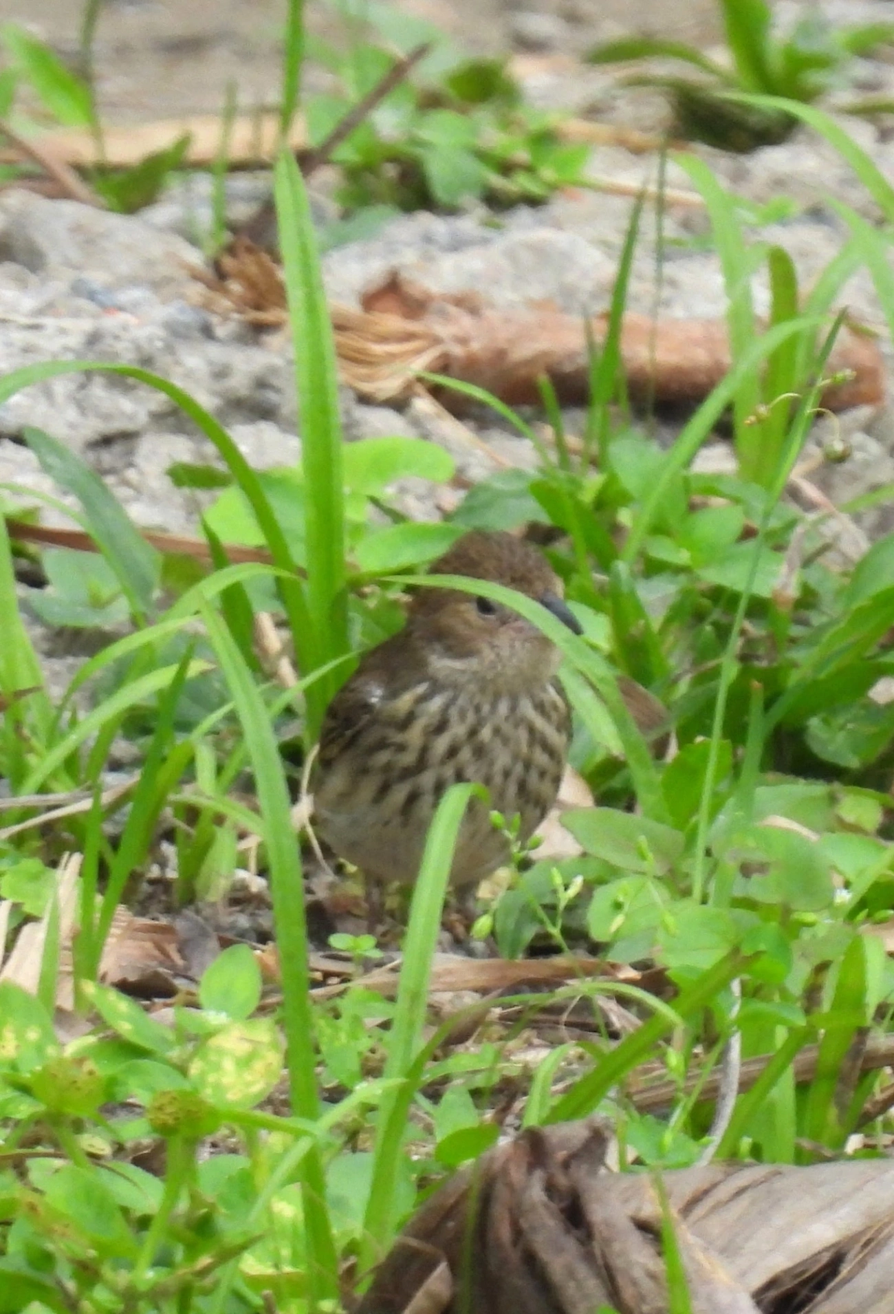 Tiziu (Volatinia jacarina), aves, fotografado em Maresias, São Sebastião