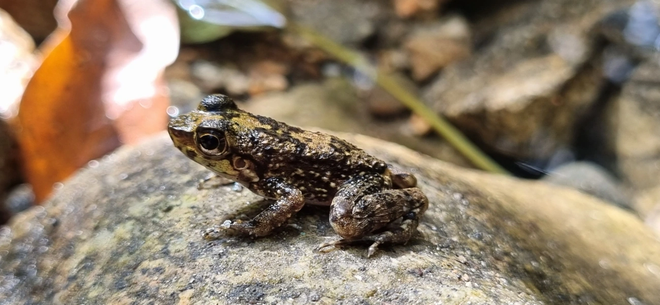 Rã-de-corredeira (Hylodes asper), anfíbios, fotografado em Maresias, São Sebastião