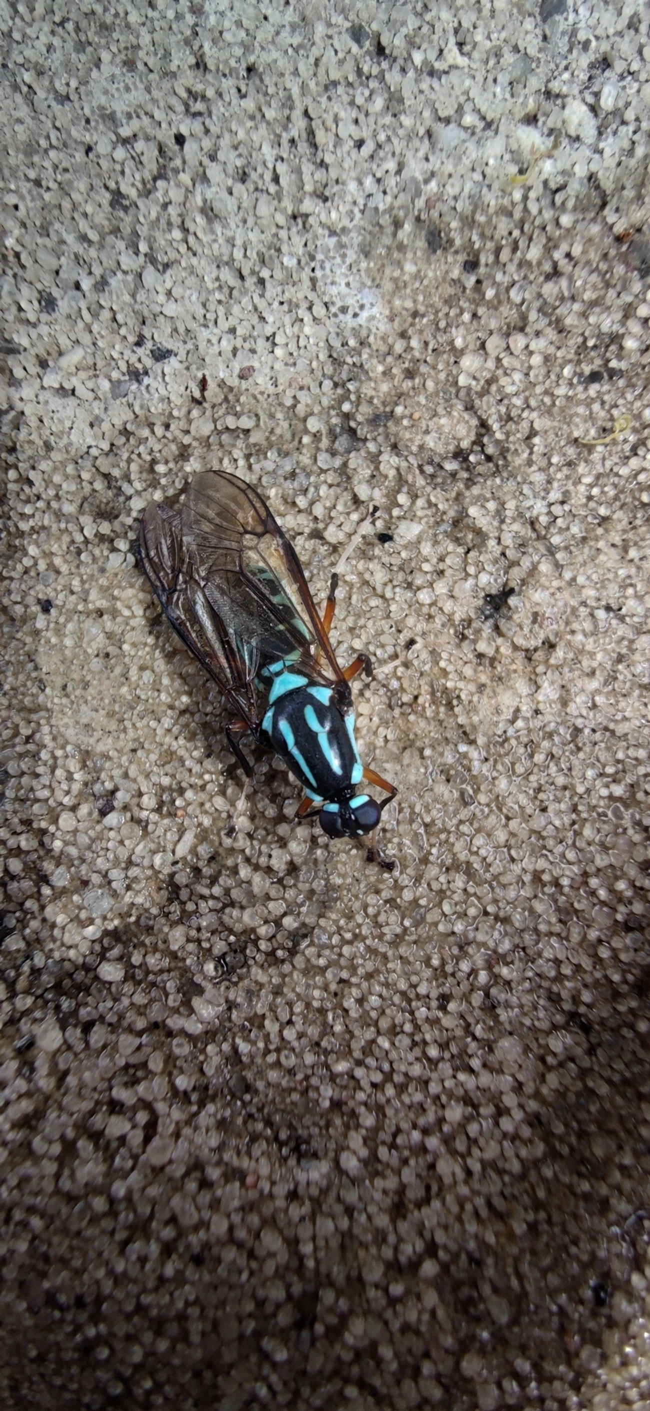 Mutuca (Raphiocera armata), insetos, fotografado em Ilhabela