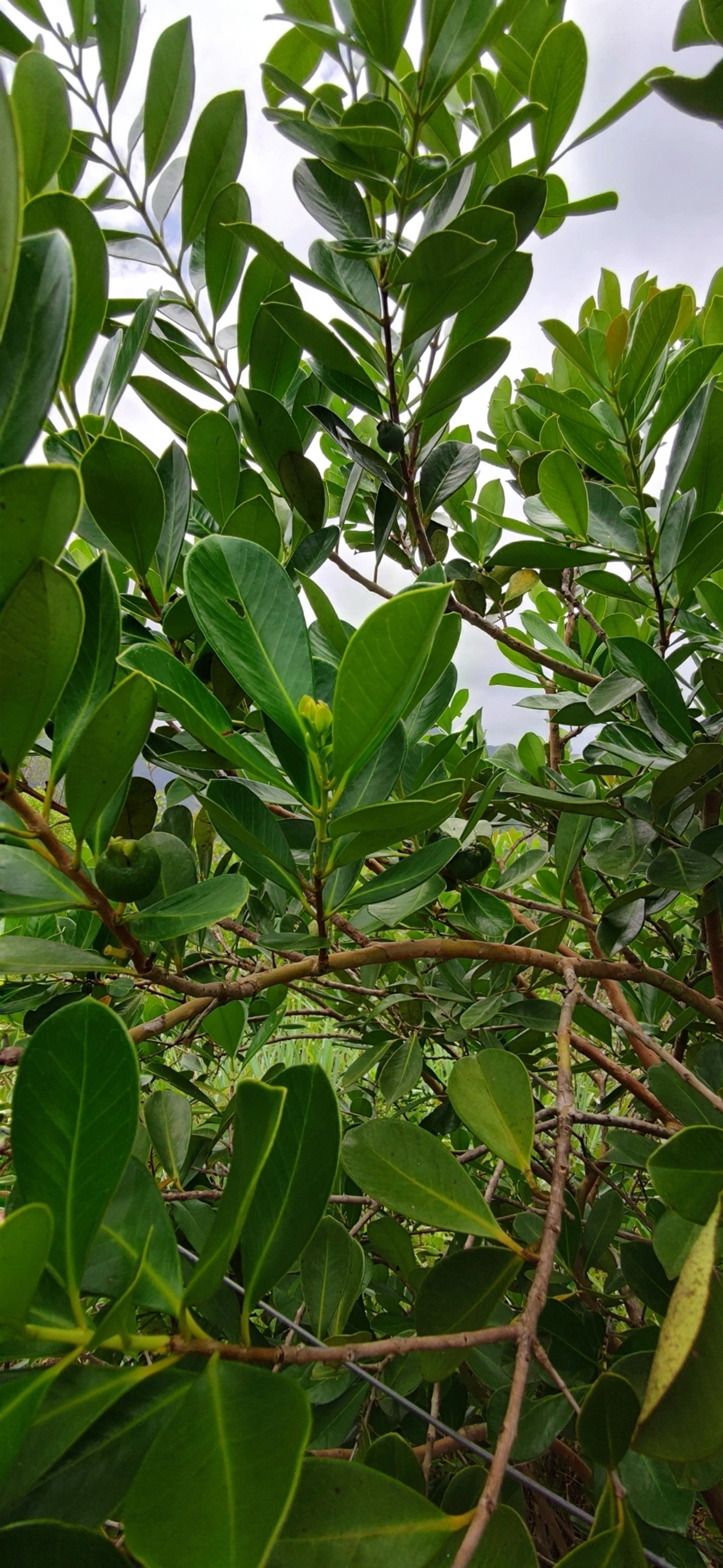 Araçá (Psidium cattleyanum), plantas, fotografado em Paúba, São Sebastião
