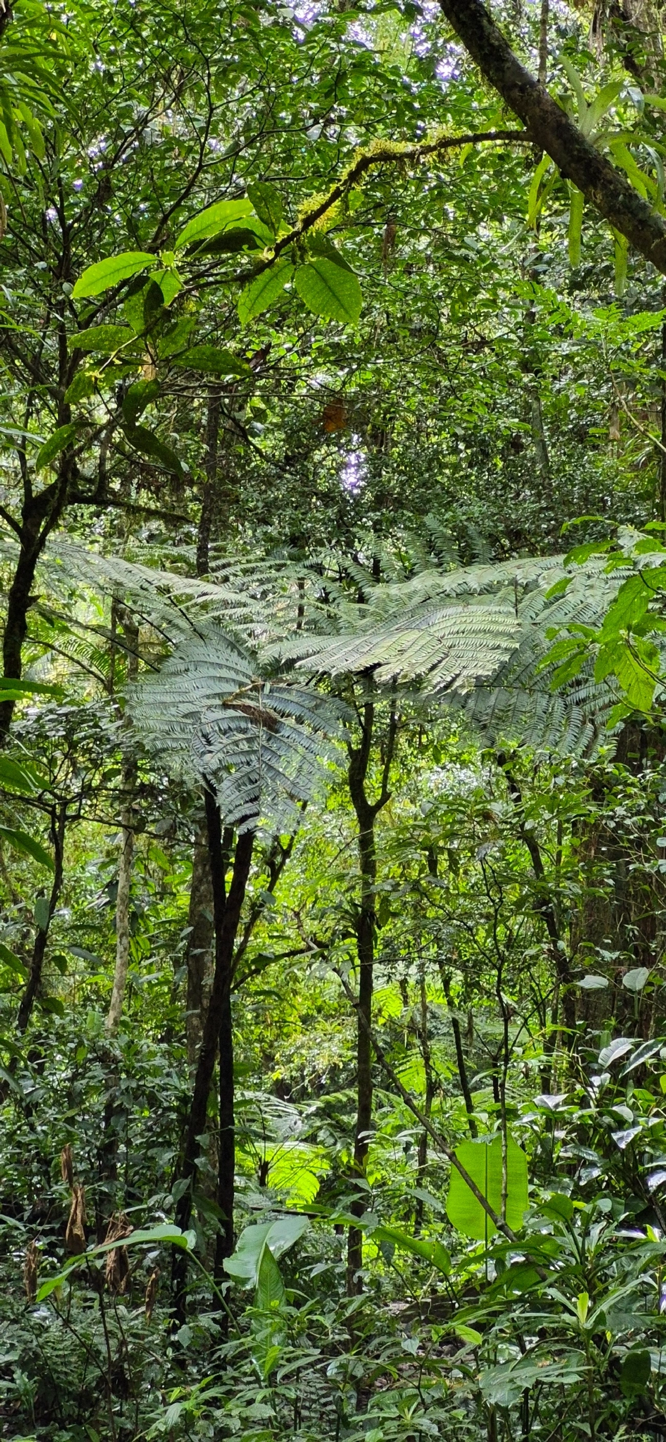 Xaxim (Dicksonia sellowiana), plantas, fotografado em Camburí, São Sebastião