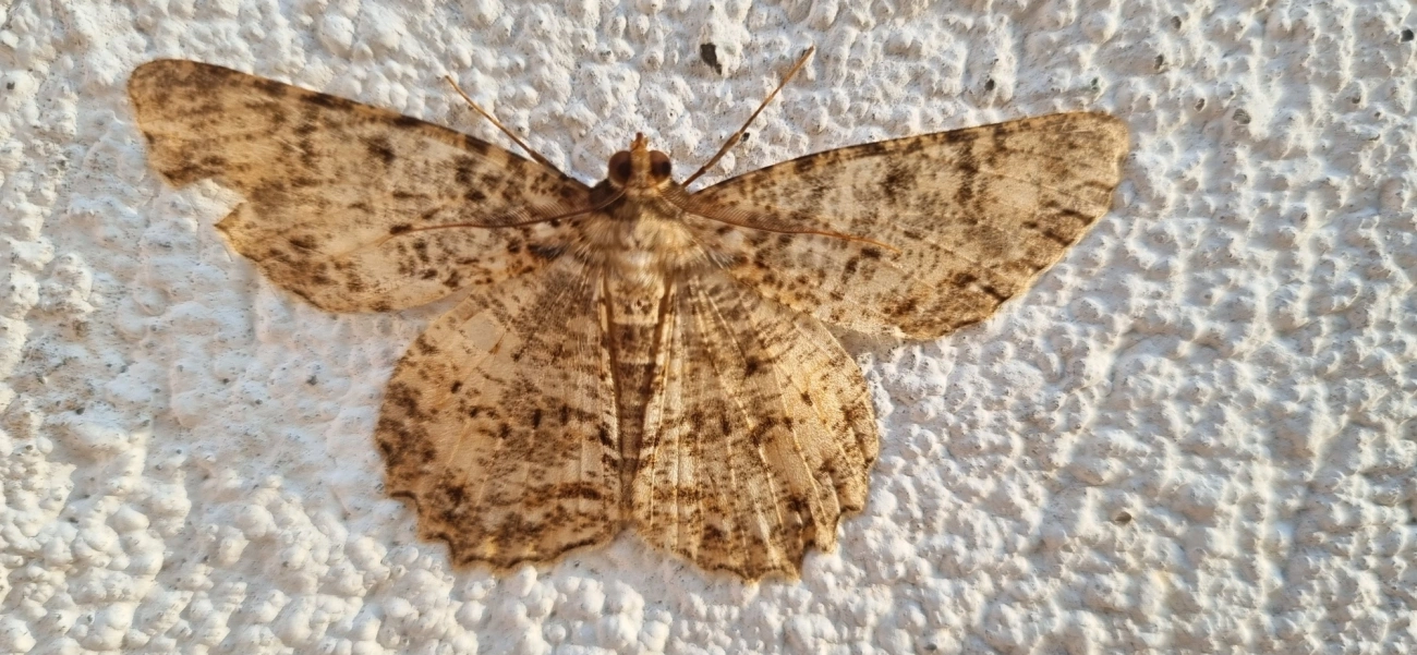 Ennominae, insetos, fotografado em Maresias, São Sebastião