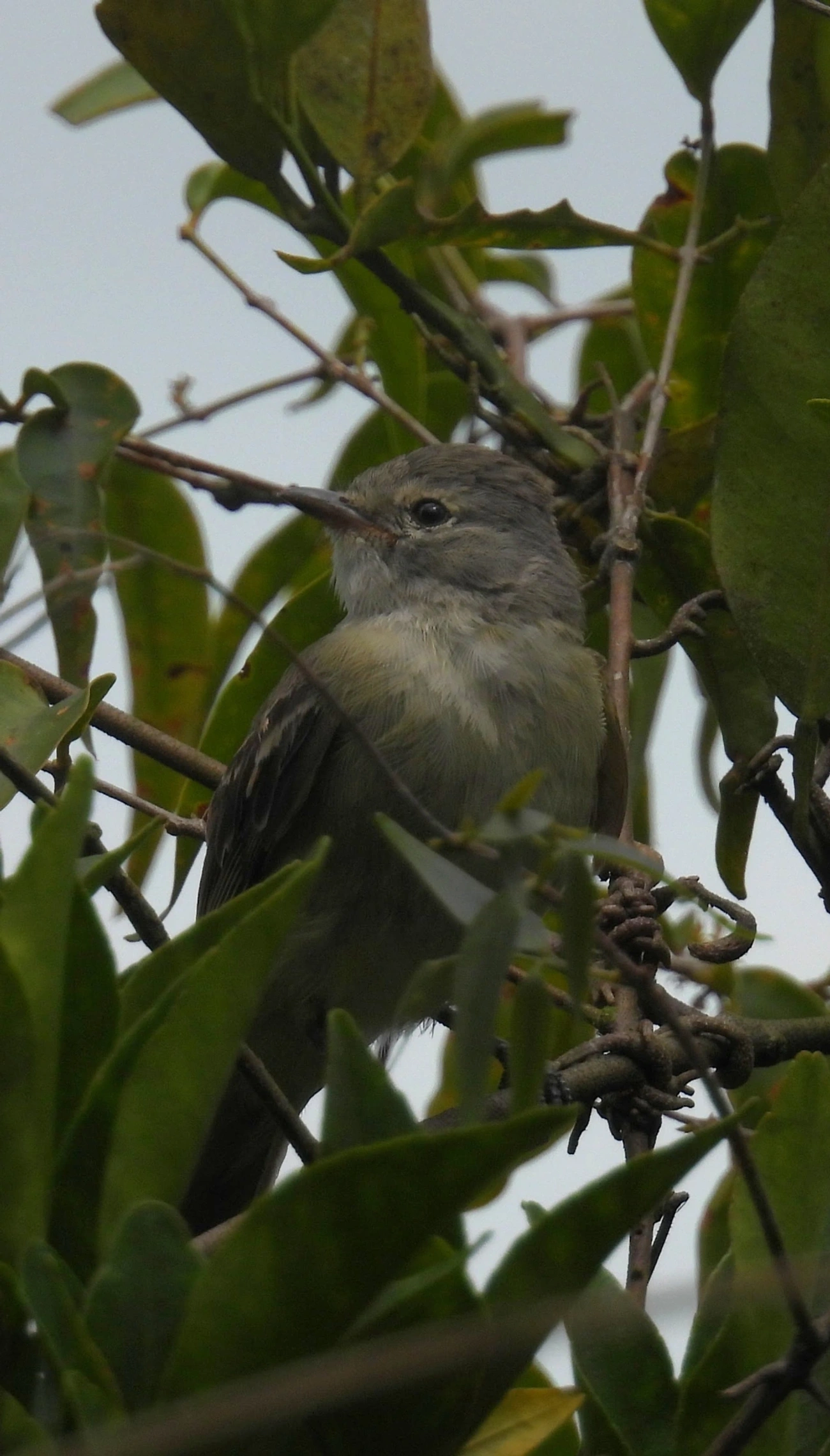 Risadinha (Camptostoma obsoletum), aves, fotografado em Guarulhos