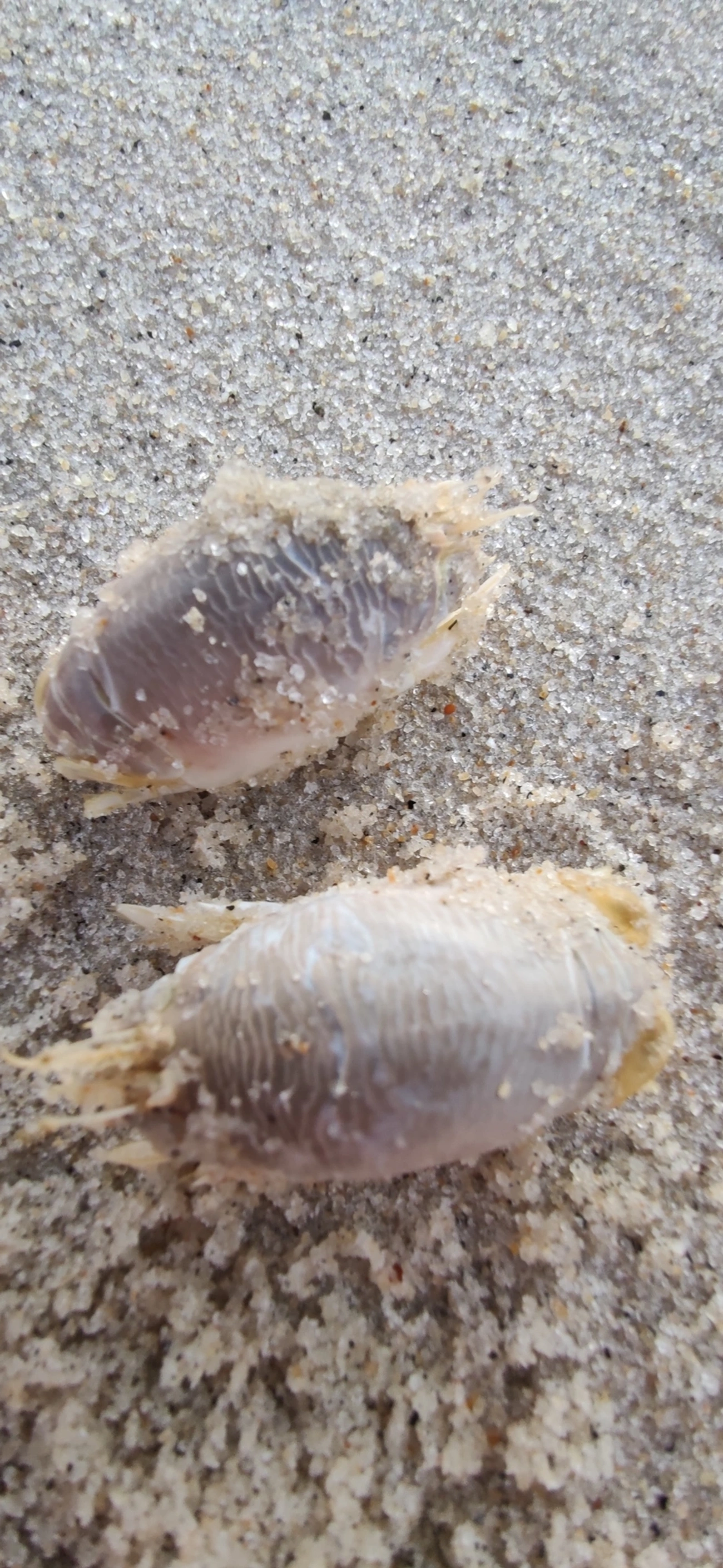 Tatuí (Emerita brasiliensis), crustáceos, fotografado em Maresias, São Sebastião