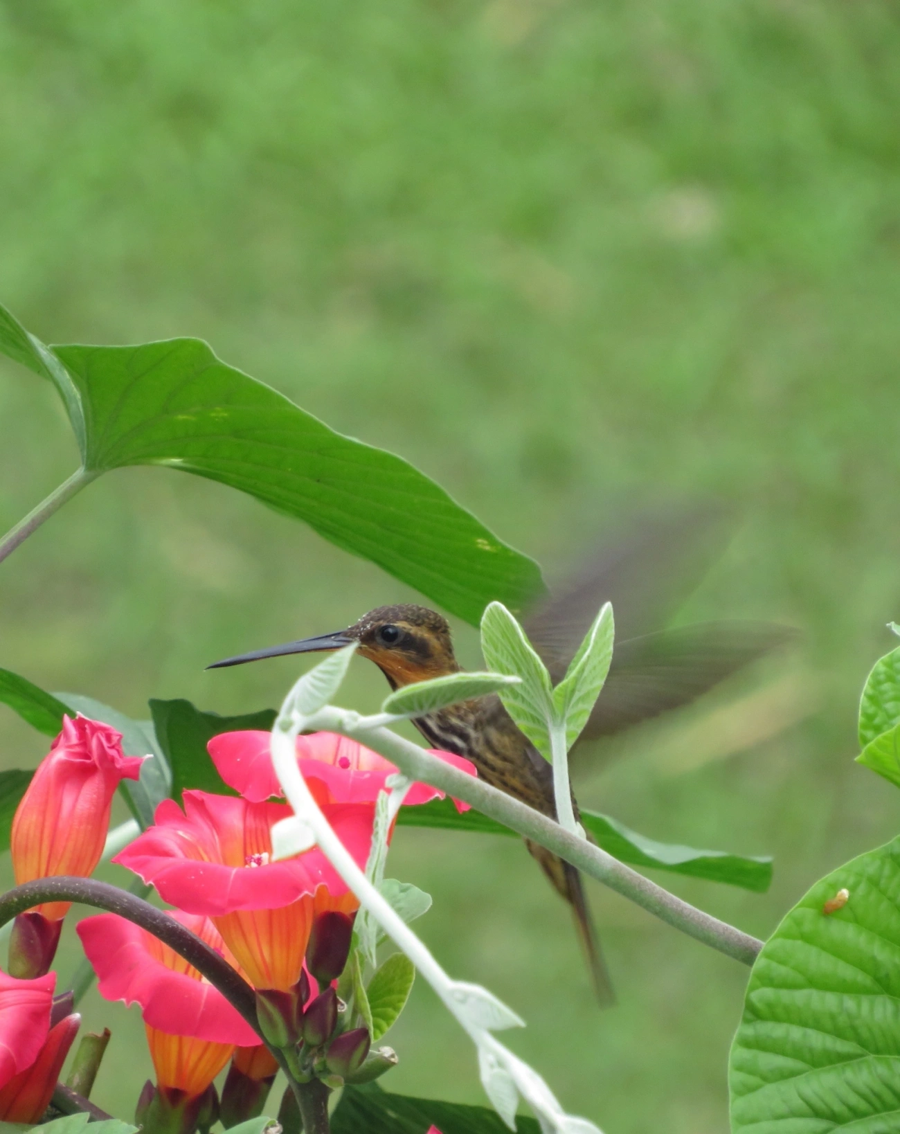Beija-flor-do-mato (Ramphodon naevius), aves, fotografado em São Sebastião