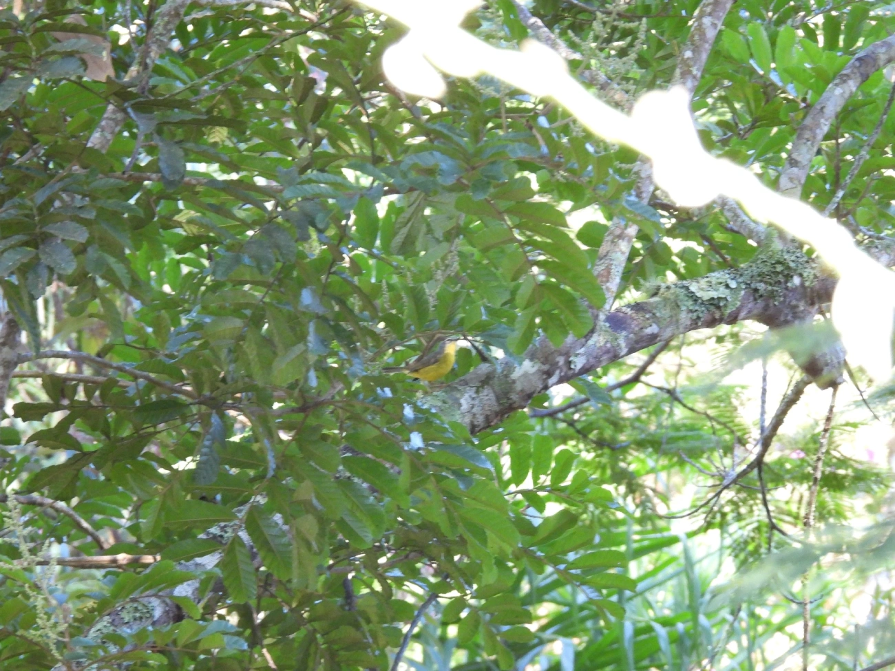 Pula-Pula (Basileuterus culicivorus), aves, fotografado em Queluz