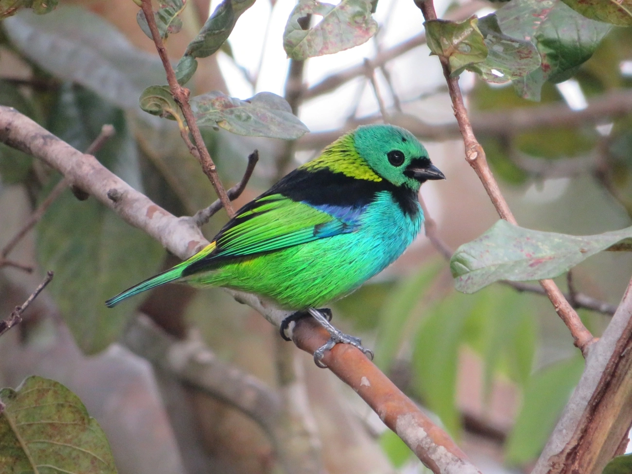Saíra-sete-cores (Tangara seledon), aves, fotografado em Maresias, São Sebastião