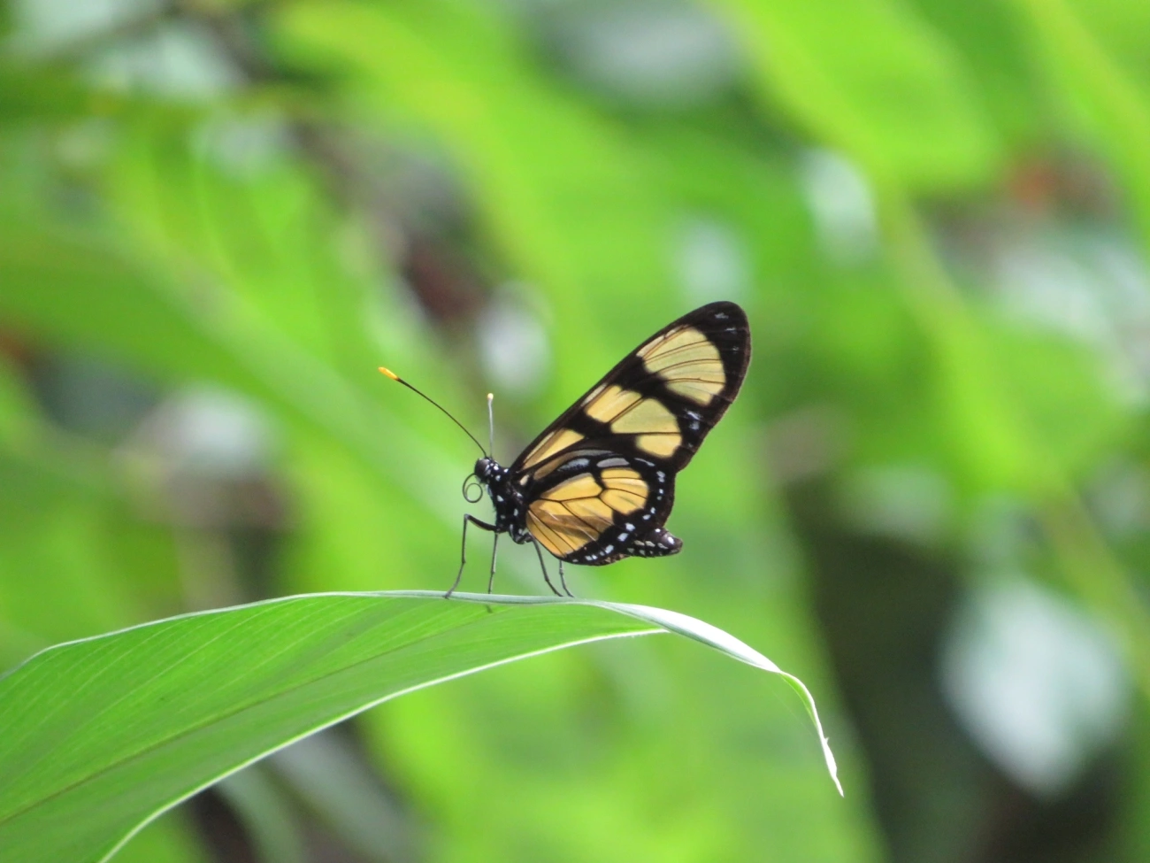 Borboleta-do-manacá (Methona themisto), insetos, fotografado em Maresias, São Sebastião