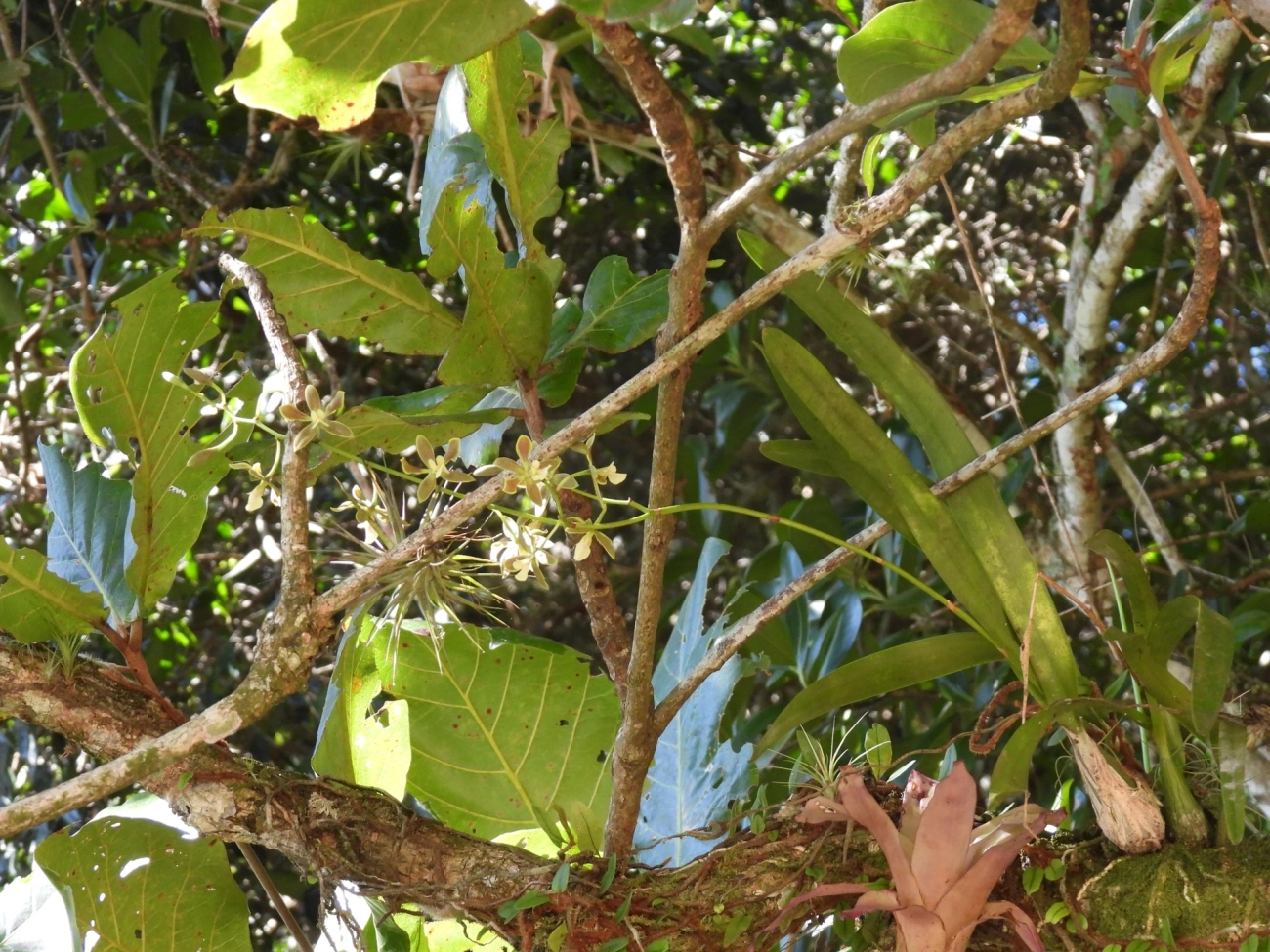 Encyclia patens, plantas, fotografado em Ilhéus