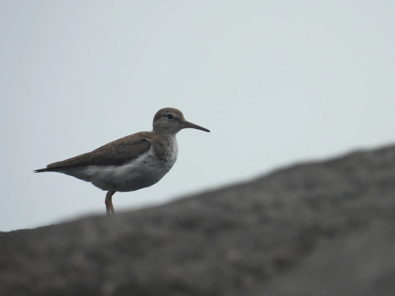 Maçarico-pintado (Actitis macularius), aves, fotografado em Maresias, São Sebastião