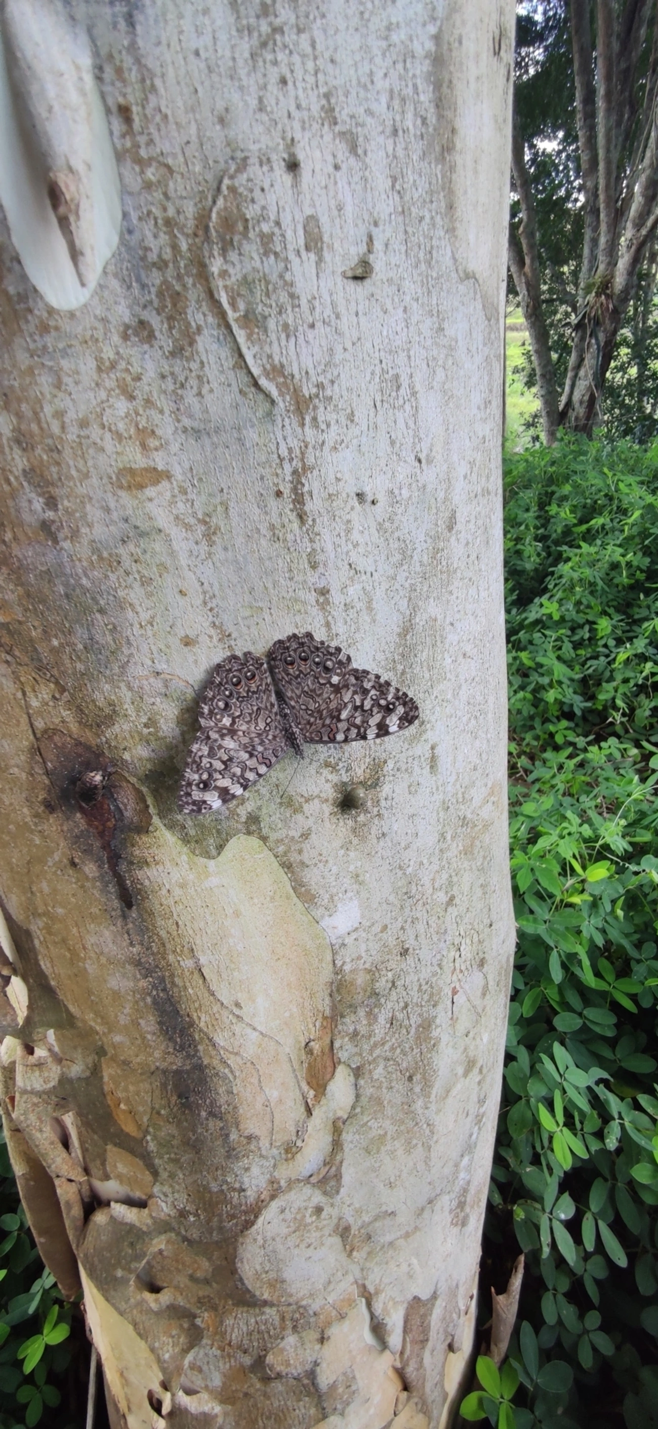 Estaladeira-cinzenta (Hamadryas februa), insetos, fotografado em Paraibuna