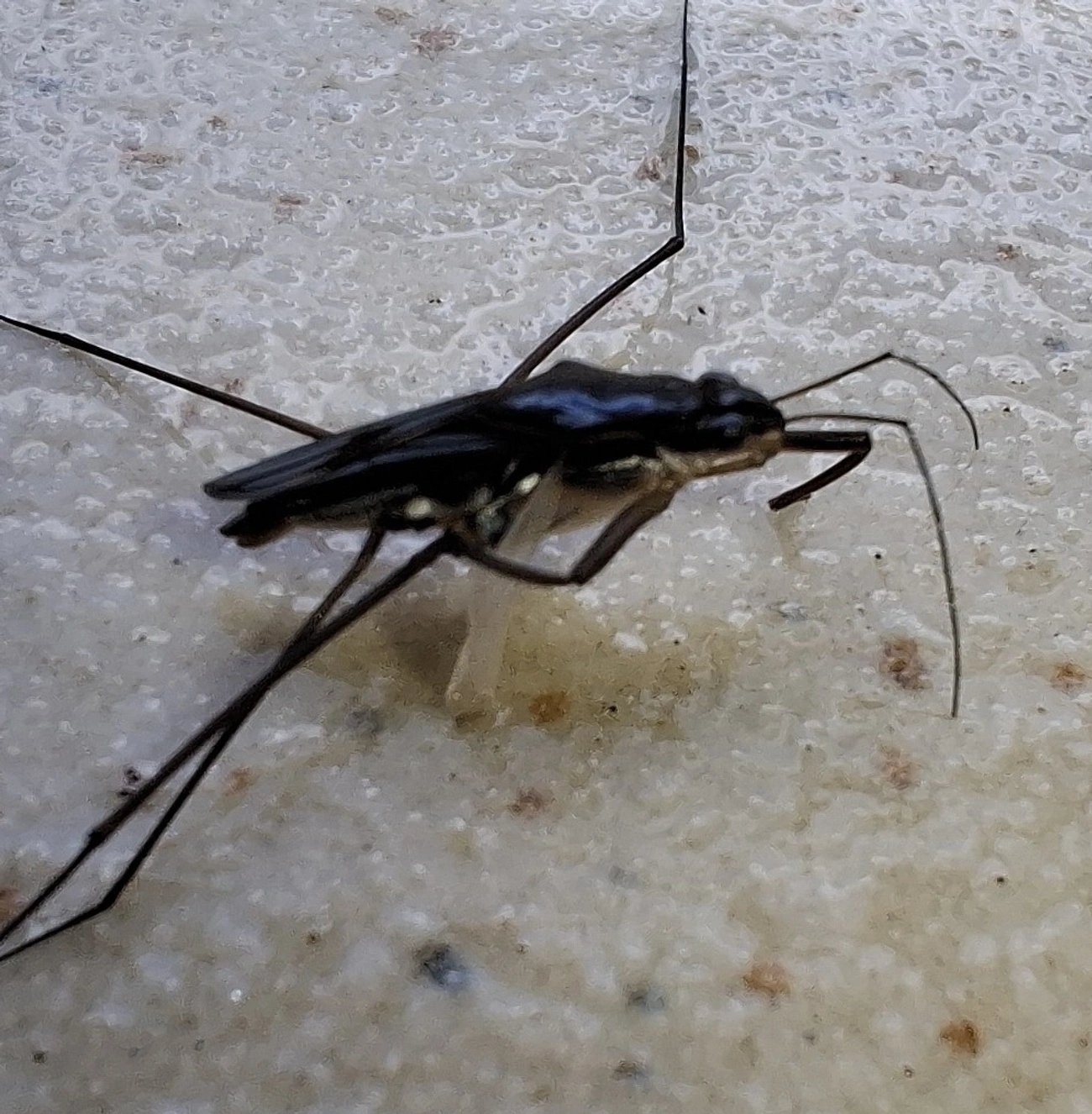 Percevejo-patinador (Limnogonus aduncus), insetos, fotografado em Maresias, São Sebastião