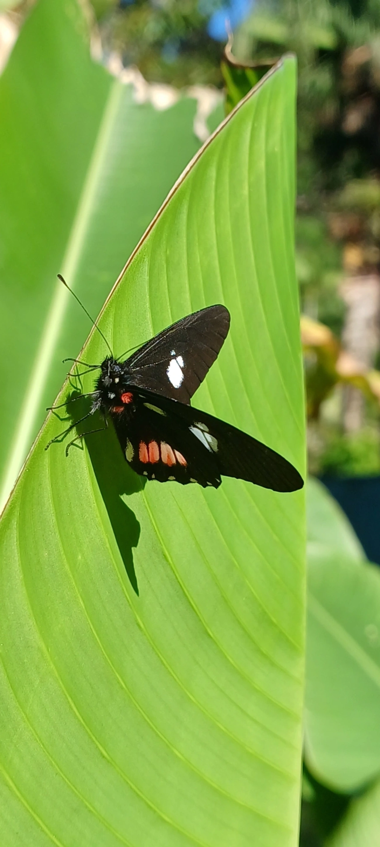 Branca-mimética (Archonias brassolis), insetos, fotografado em Maresias, São Sebastião