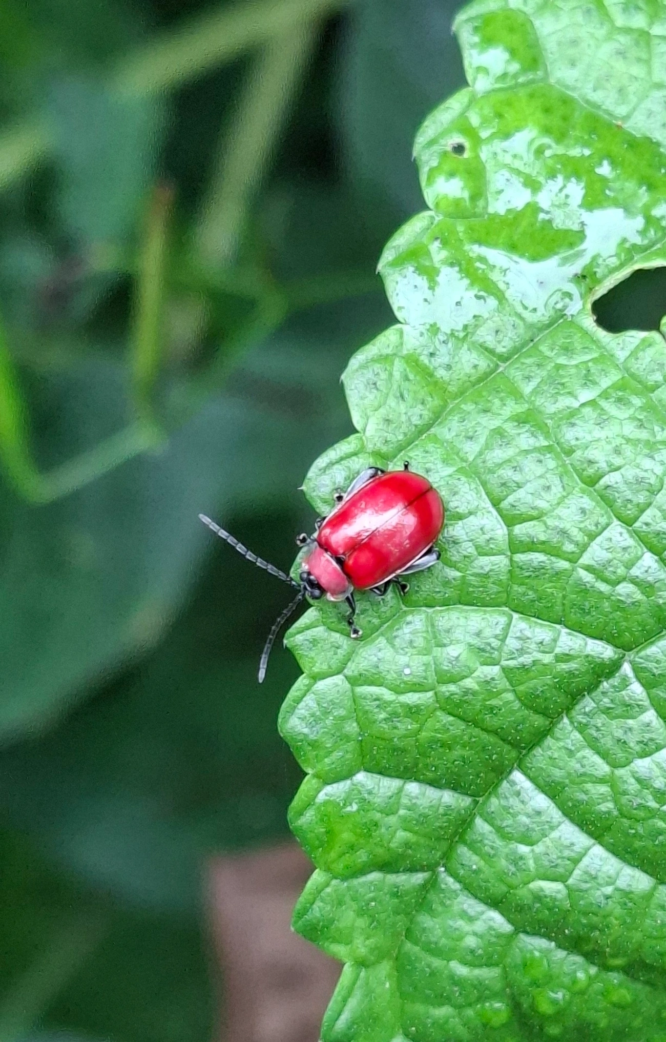 Oedionychina, insetos, fotografado em Paúba, São Sebastião
