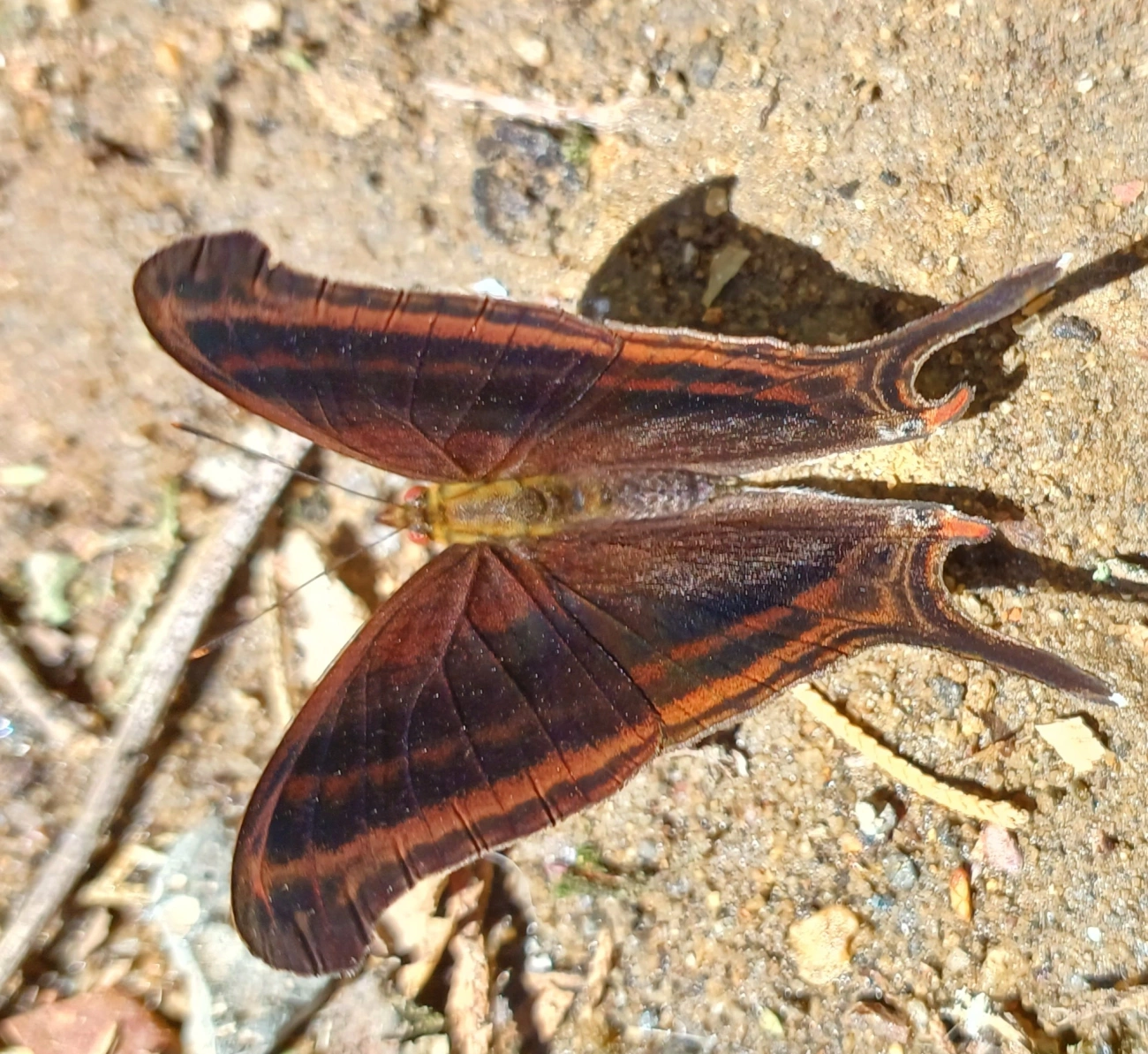 Marpesia zerynthia, insetos, fotografado em Maromba, Visconde de Mauá