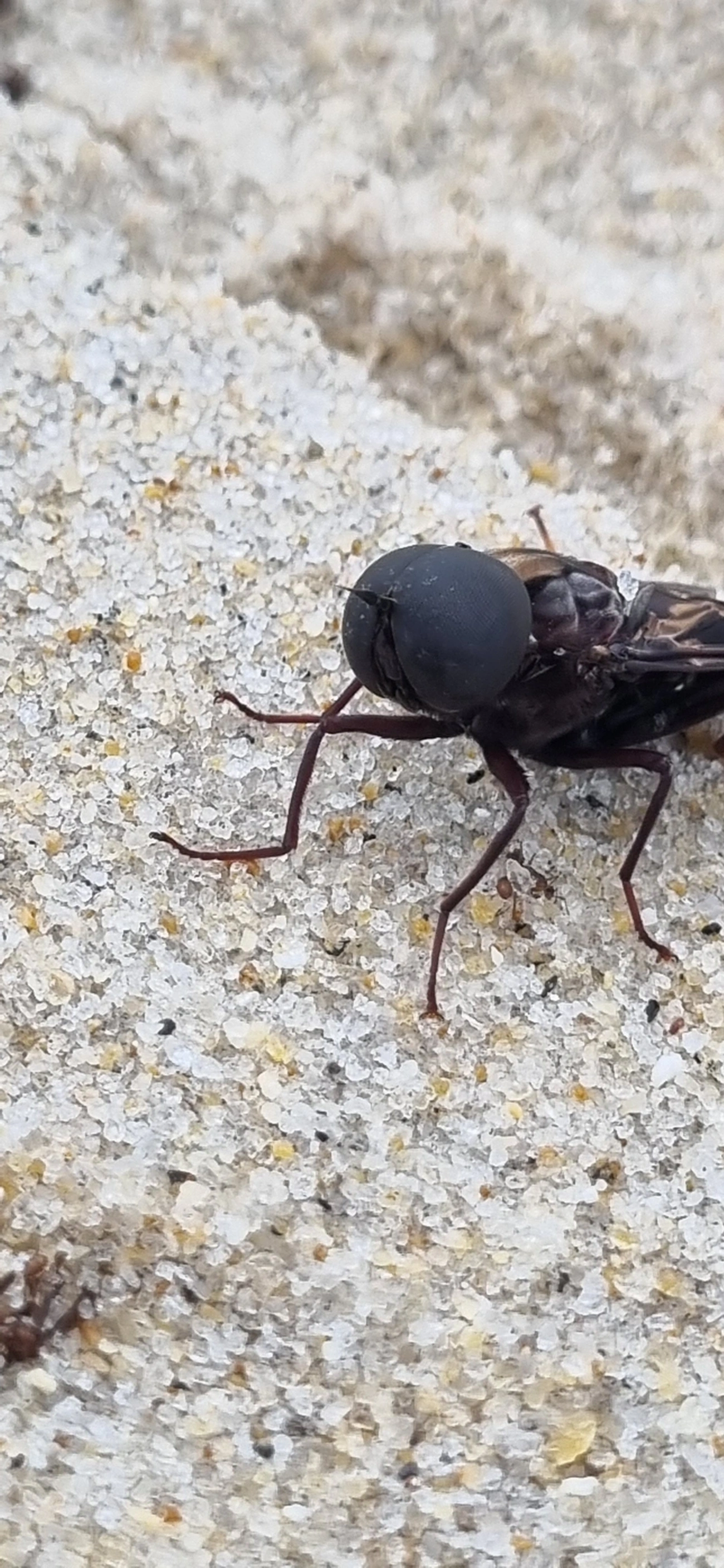 Pantophthalmus, insetos, fotografado em São Sebastião
