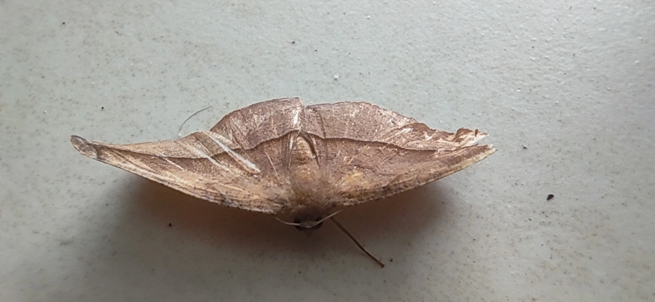 Oxydia, insetos, fotografado em Maresias, São Sebastião