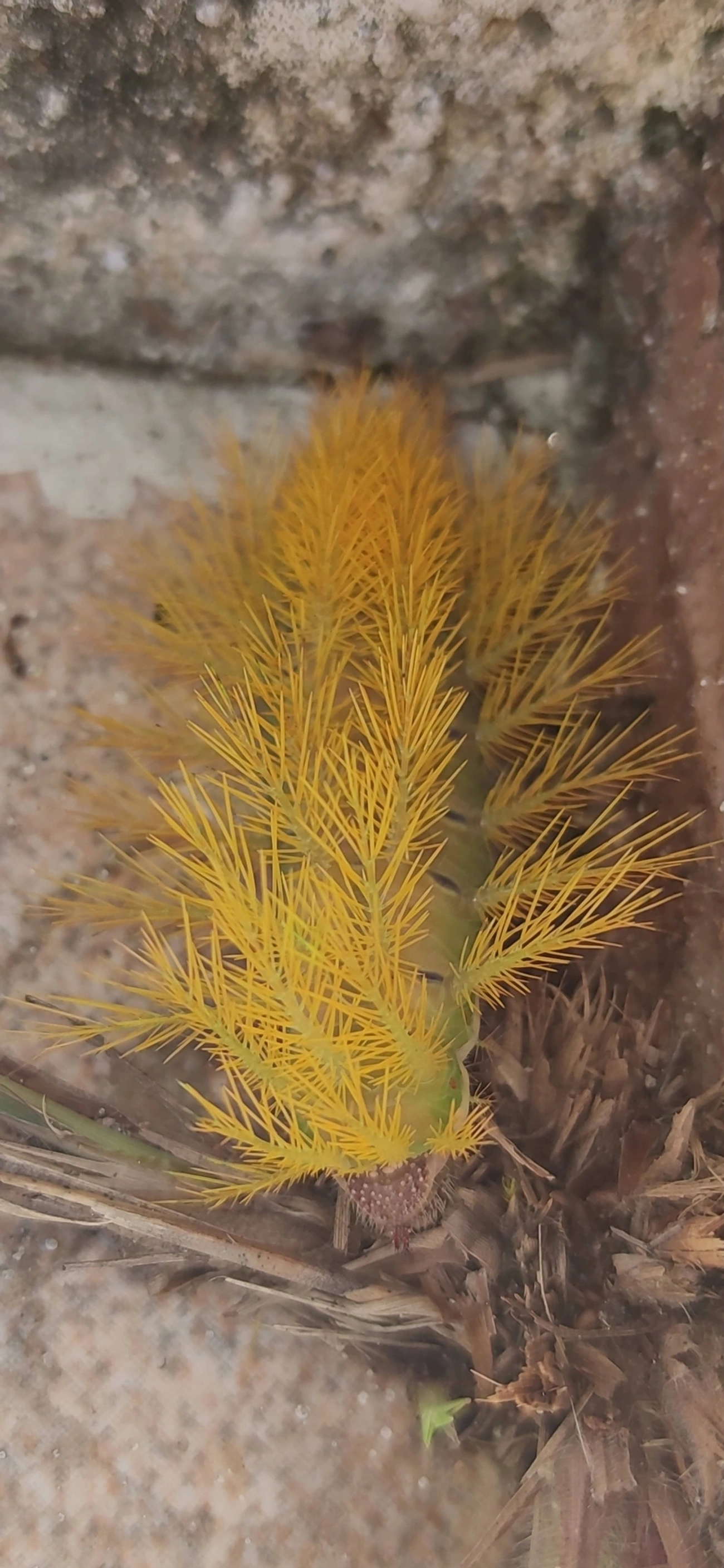 Hemileucinae, insetos, fotografado em Indaiá, Caraguatatuba