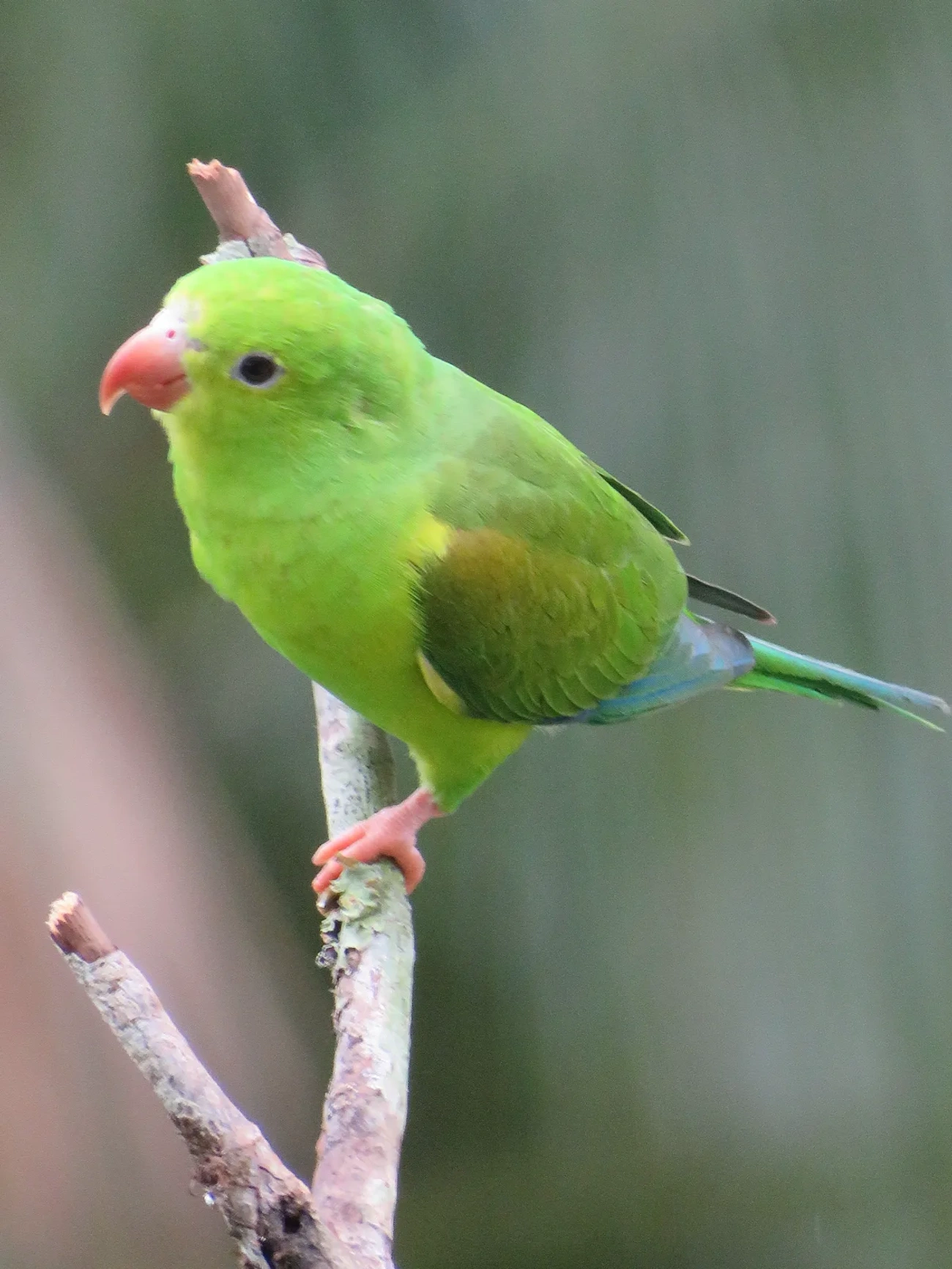 Periquito-rico (Brotogeris tirica), aves, fotografado em Maresias, São Sebastião