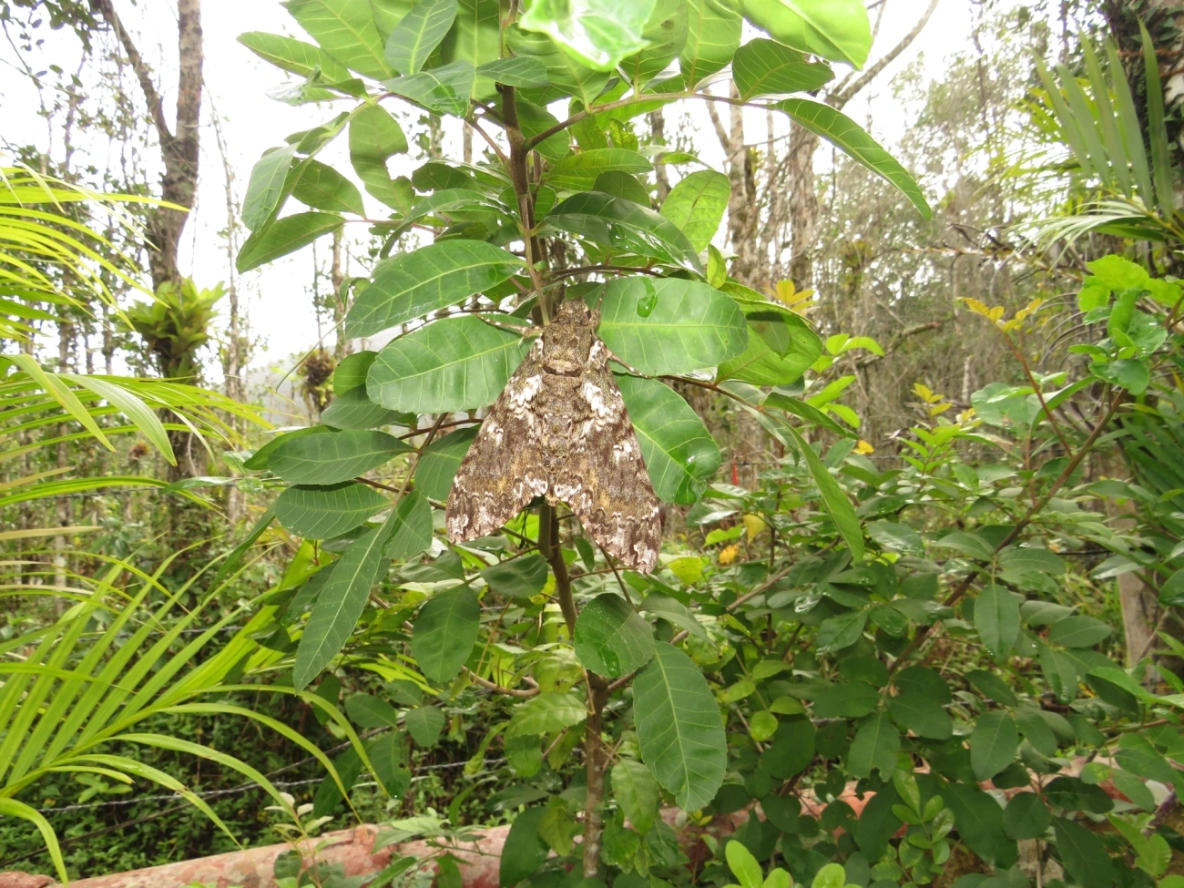 Esfinge-de-Duponchel (Cocytius duponchel), insetos, fotografado em Maresias, São Sebastião
