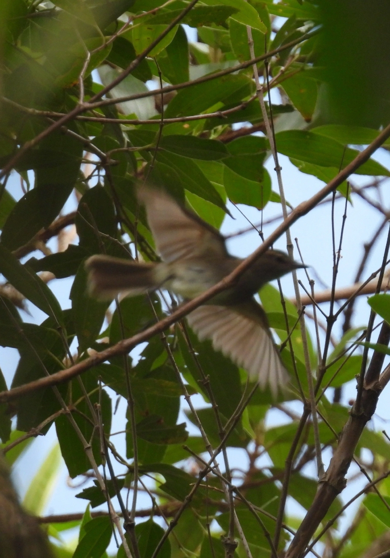 Guaracavuçu (Cnemotriccus fuscatus), aves, fotografado em Perequê, Ilhabela
