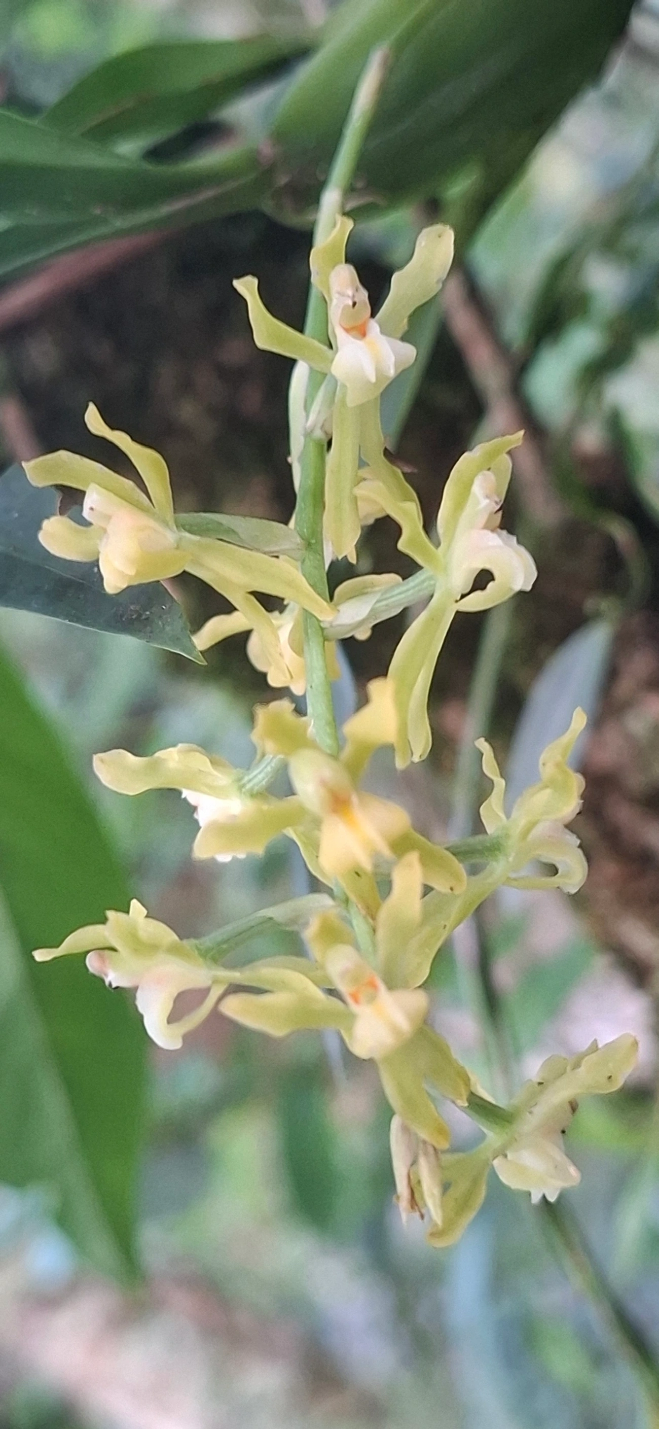 Gomesa planifolia, plantas, fotografado em Queluz