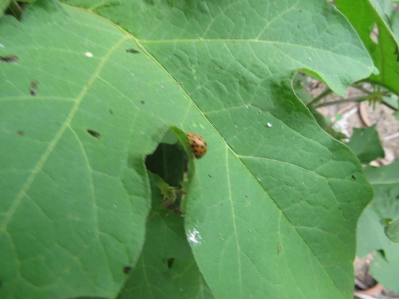 Joaninha-de-vinte-e-oito-pintas (Henosepilachna vigintioctopunctata), insetos, fotografado em Perequê, Ilhabela