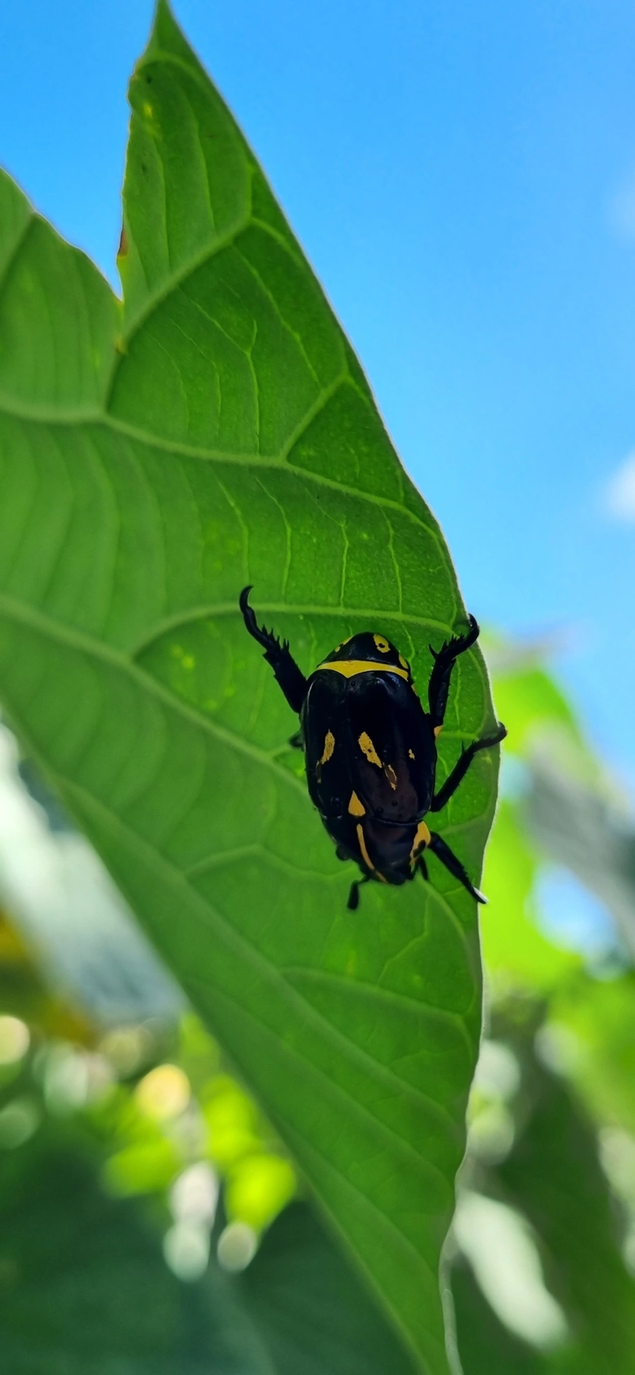 Besouro-da-Roseira (Rutela lineola), insetos, fotografado em Maresias, São Sebastião