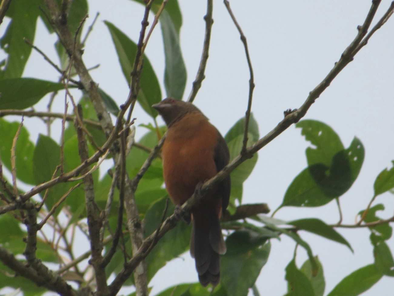 Tiê-sangue (Ramphocelus bresilius), aves, fotografado em Maresias, São Sebastião