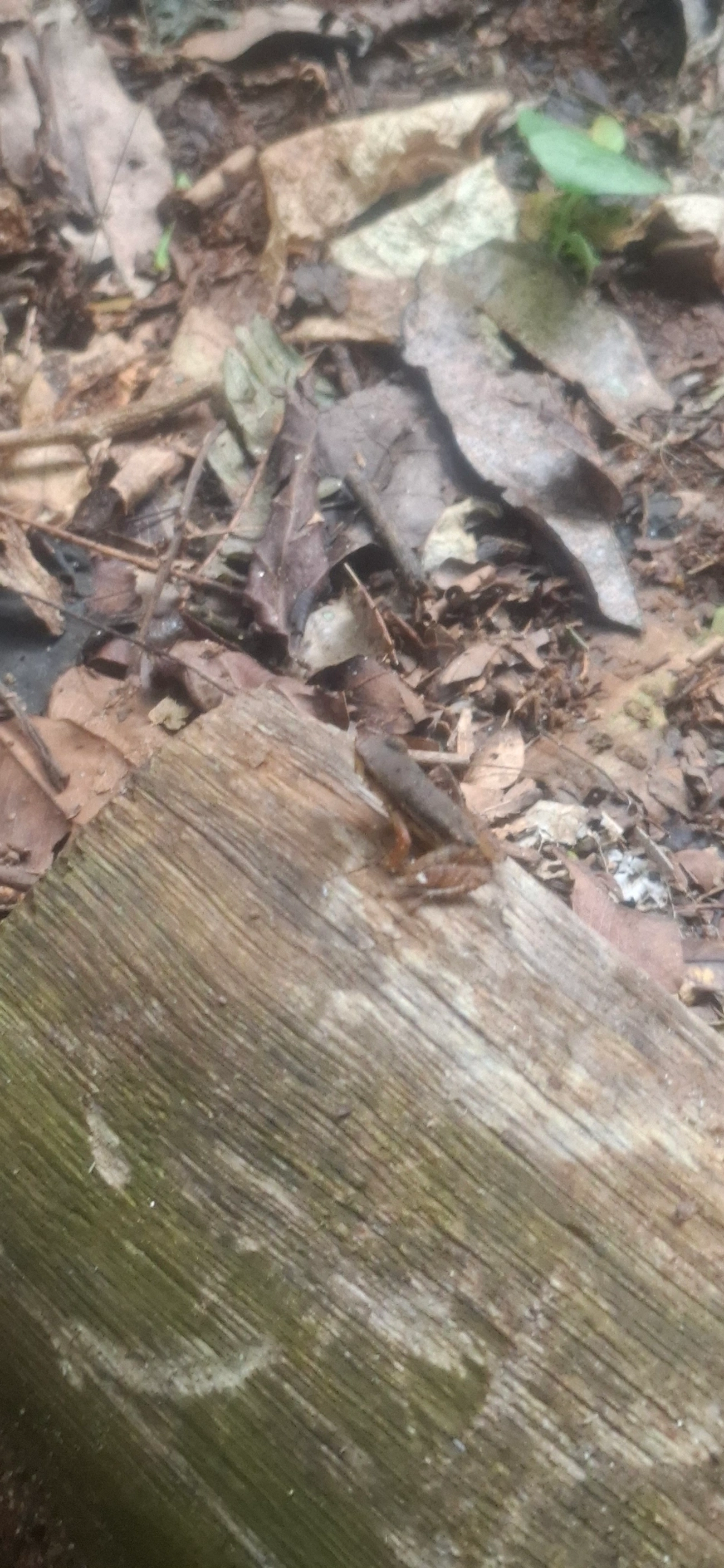 Crossodactylus, anfíbios, fotografado em São Sebastião
