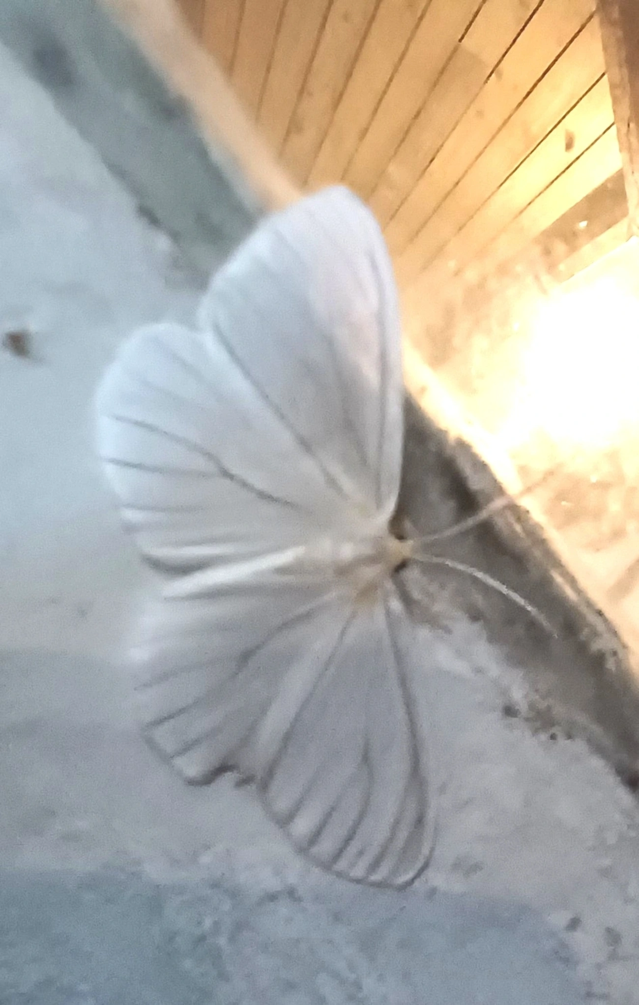 Leucula, insetos, fotografado em Paúba, São Sebastião