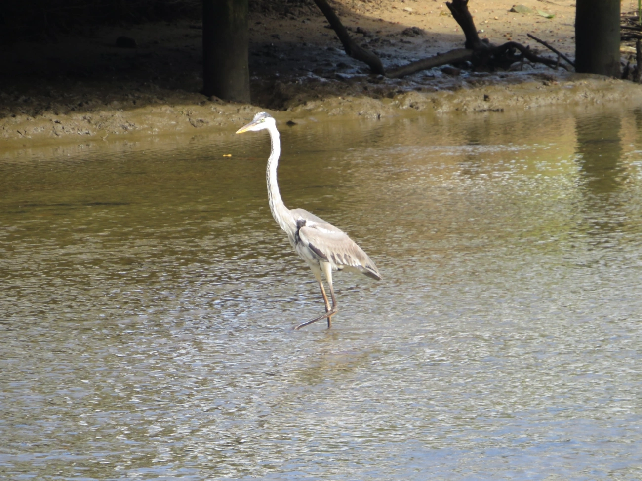 Garça-moura (Ardea cocoi), aves, fotografado em Indaiá, Caraguatatuba