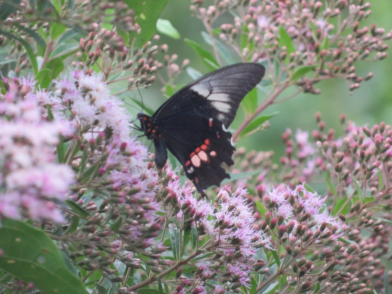 Rosa-de-luto (Heraclides anchisiades), insetos, fotografado em Maresias, São Sebastião