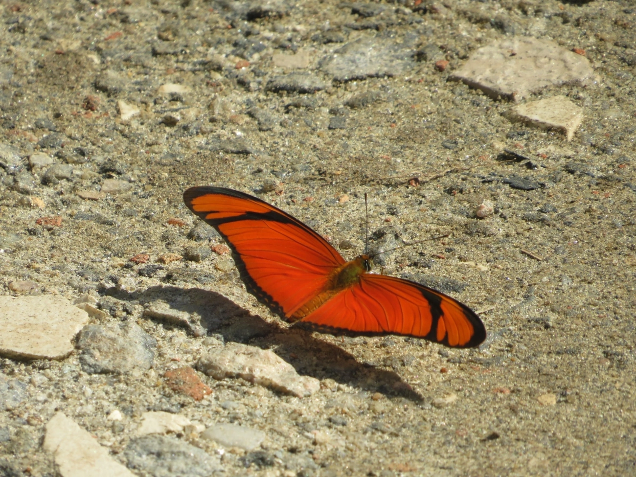 Borboleta-flambeau (Dryas iulia), insetos, fotografado em Maresias, São Sebastião