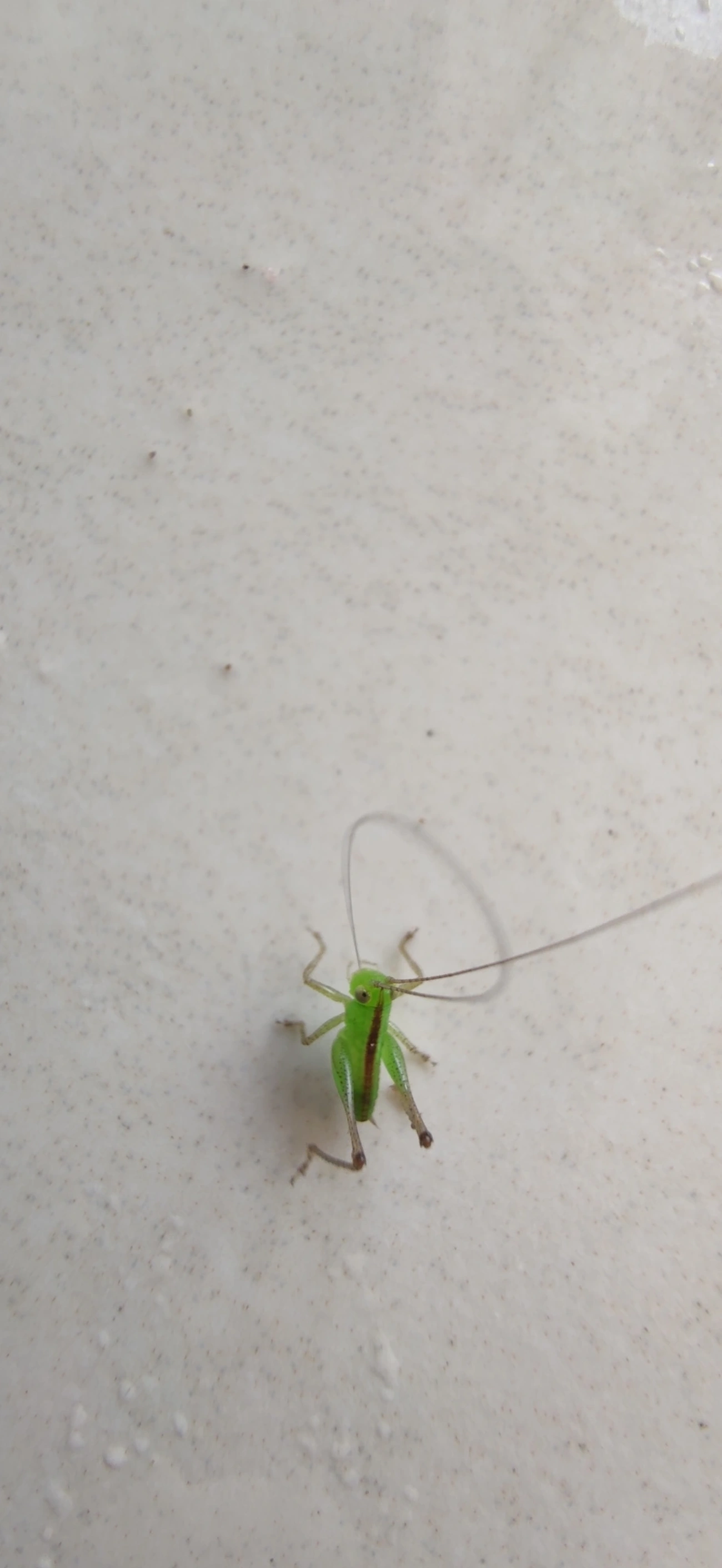 Conocephalini, insetos, fotografado em Maresias, São Sebastião