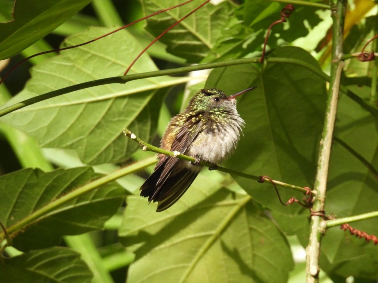Trochilini, aves, fotografado em Maresias, São Sebastião