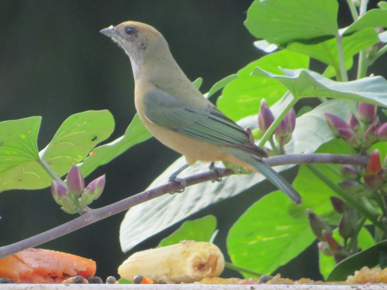 Saíra-amarela (Stilpnia cayana), aves, fotografado em Maresias, São Sebastião