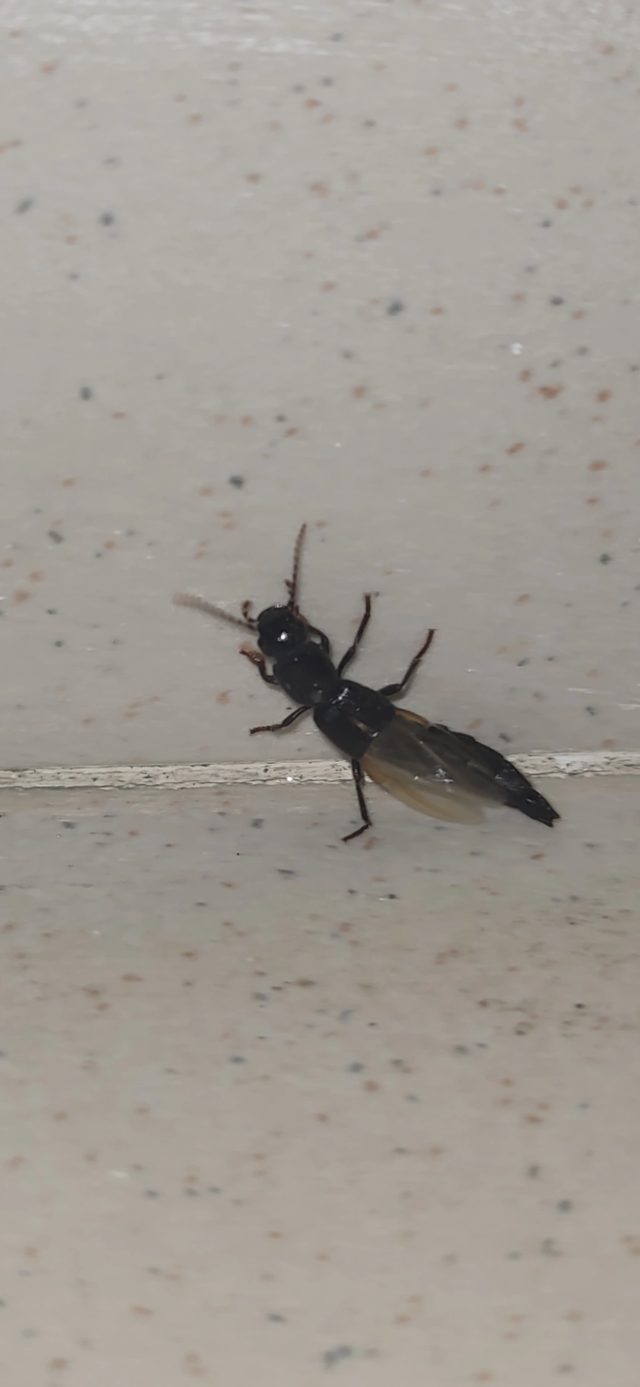 Paederinae, insetos, fotografado em Maresias, São Sebastião