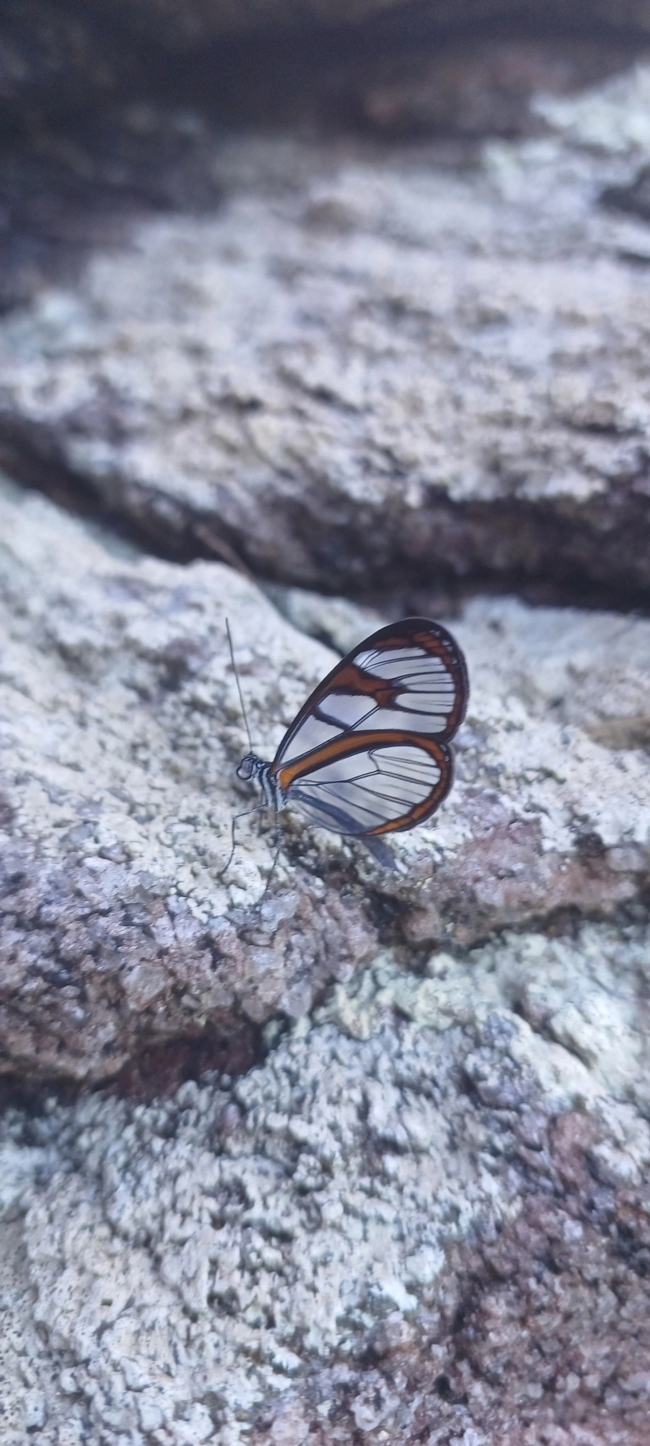 Asas-de-Vidro e Afins (Ithomiini), insetos, fotografado em Maresias, São Sebastião